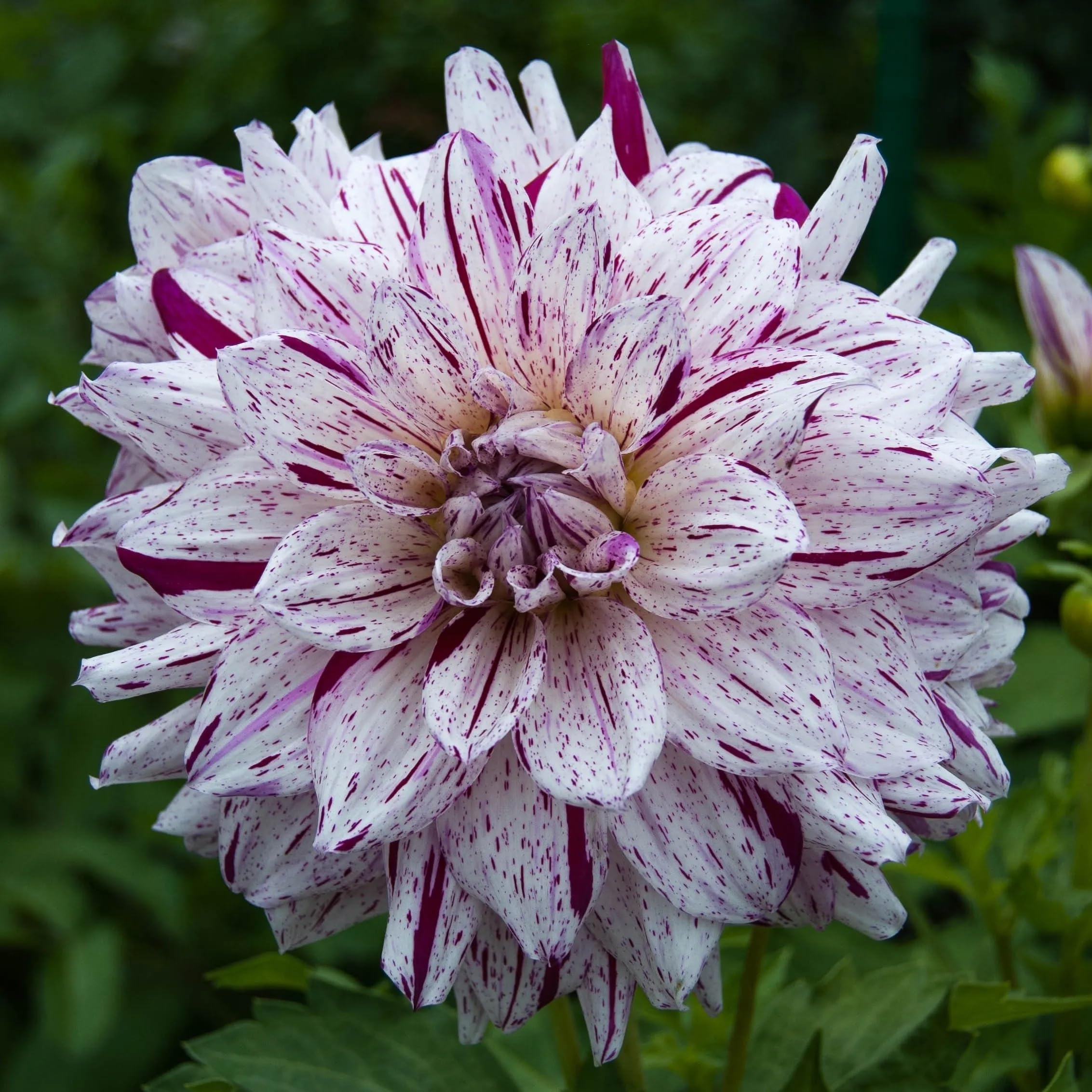 Amazon.com : Votaniki Dahlia Prince Valiant Tubers for