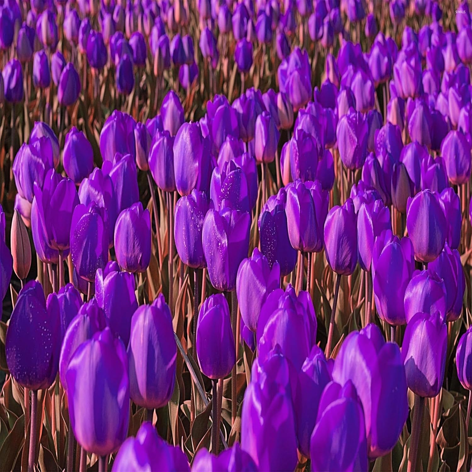 Tulip for Planting Bloom Tulip Tubers,Easy Planting.3 Bulbs,A Patio, Lawn & Garden