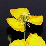 Amapolas