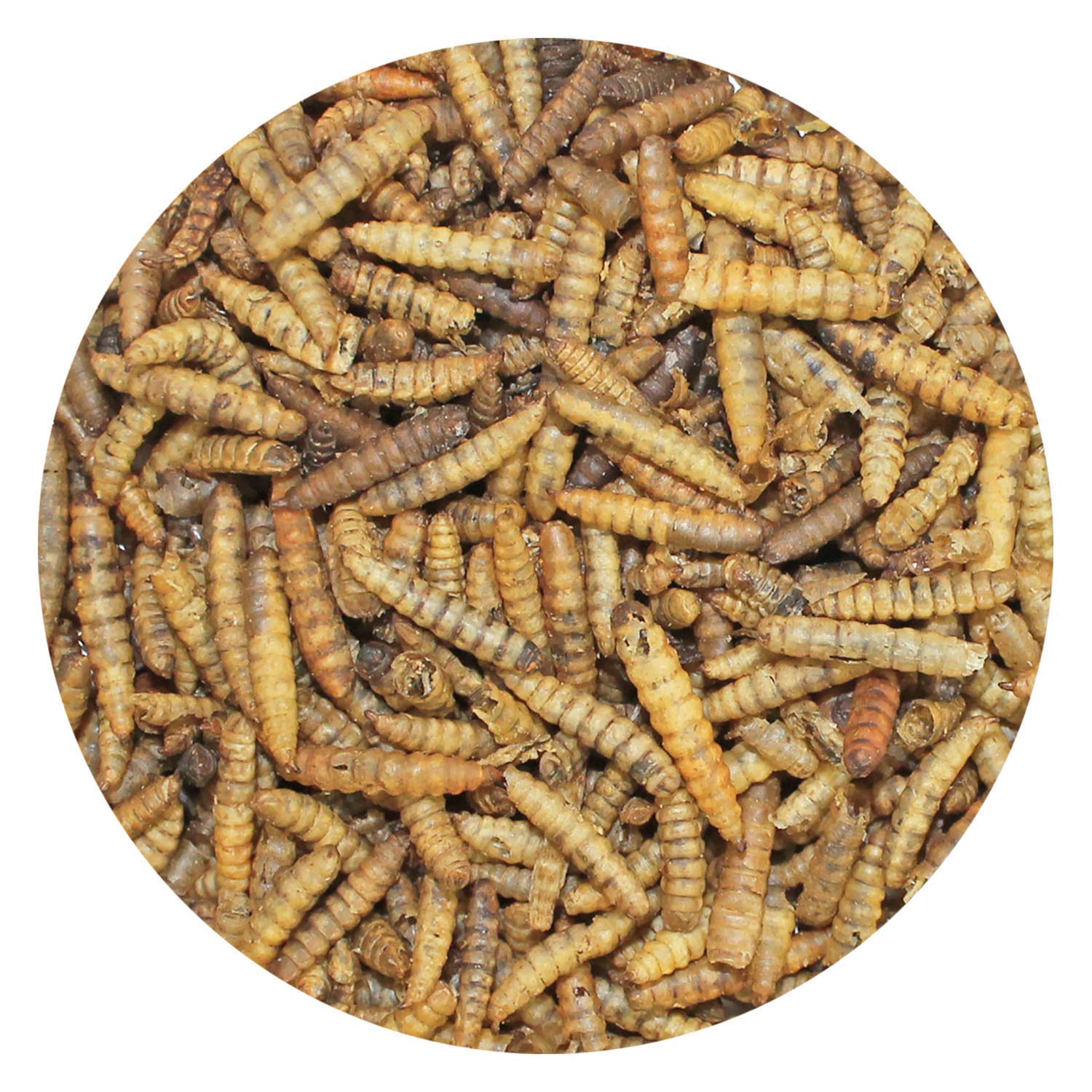 Bulk Dried Black Soldier Fly Larvae (10 oz.) - High-Calcium Insect Treat - Chickens, Wild Birds, Hedgehogs, Bluebirds, Reptiles, Sugar Gliders, Opossums, Skunks, Lizards, Bearded Dragon, Fish