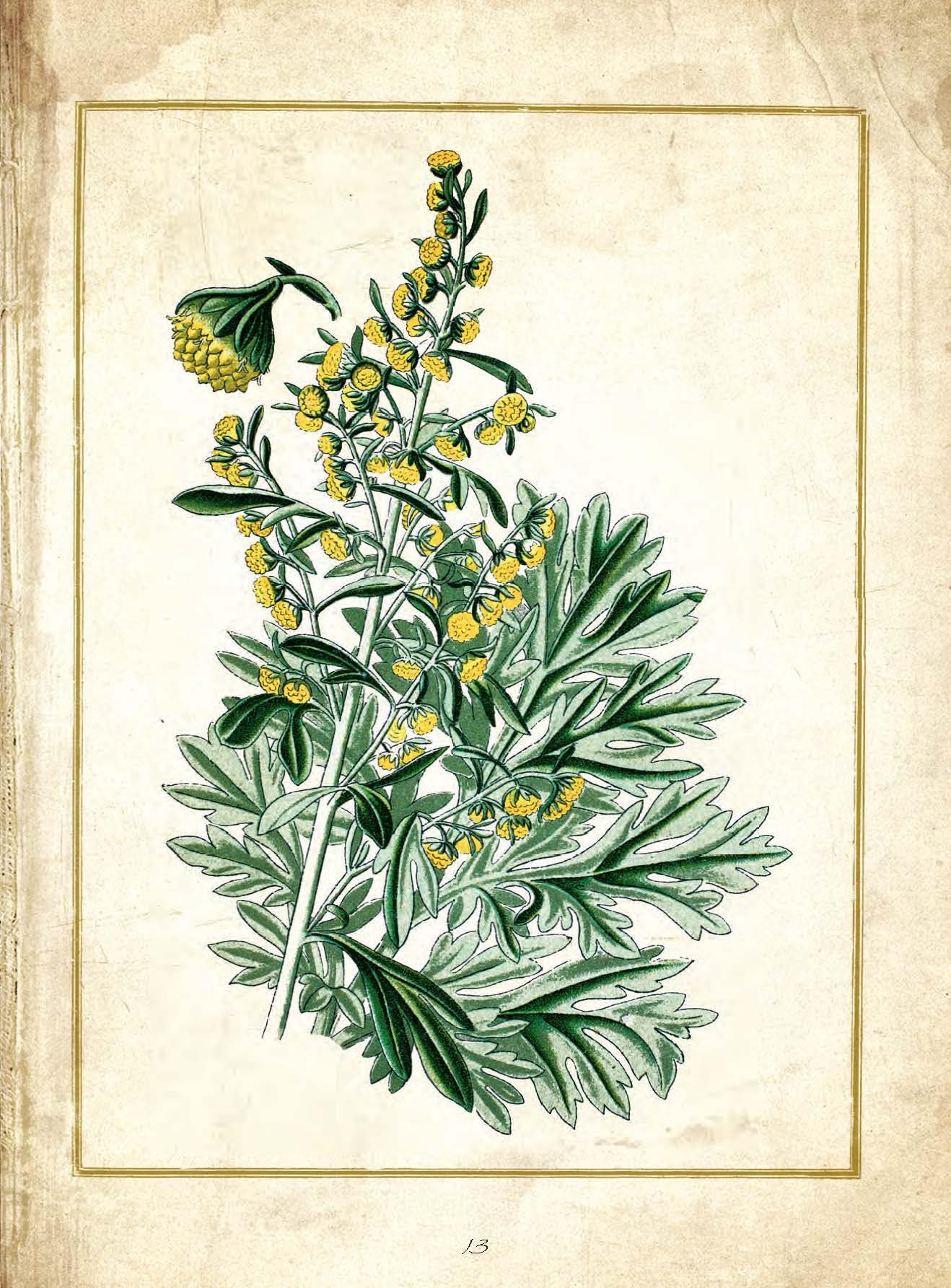Le livre des simples: Les vertus des plantes médicinales