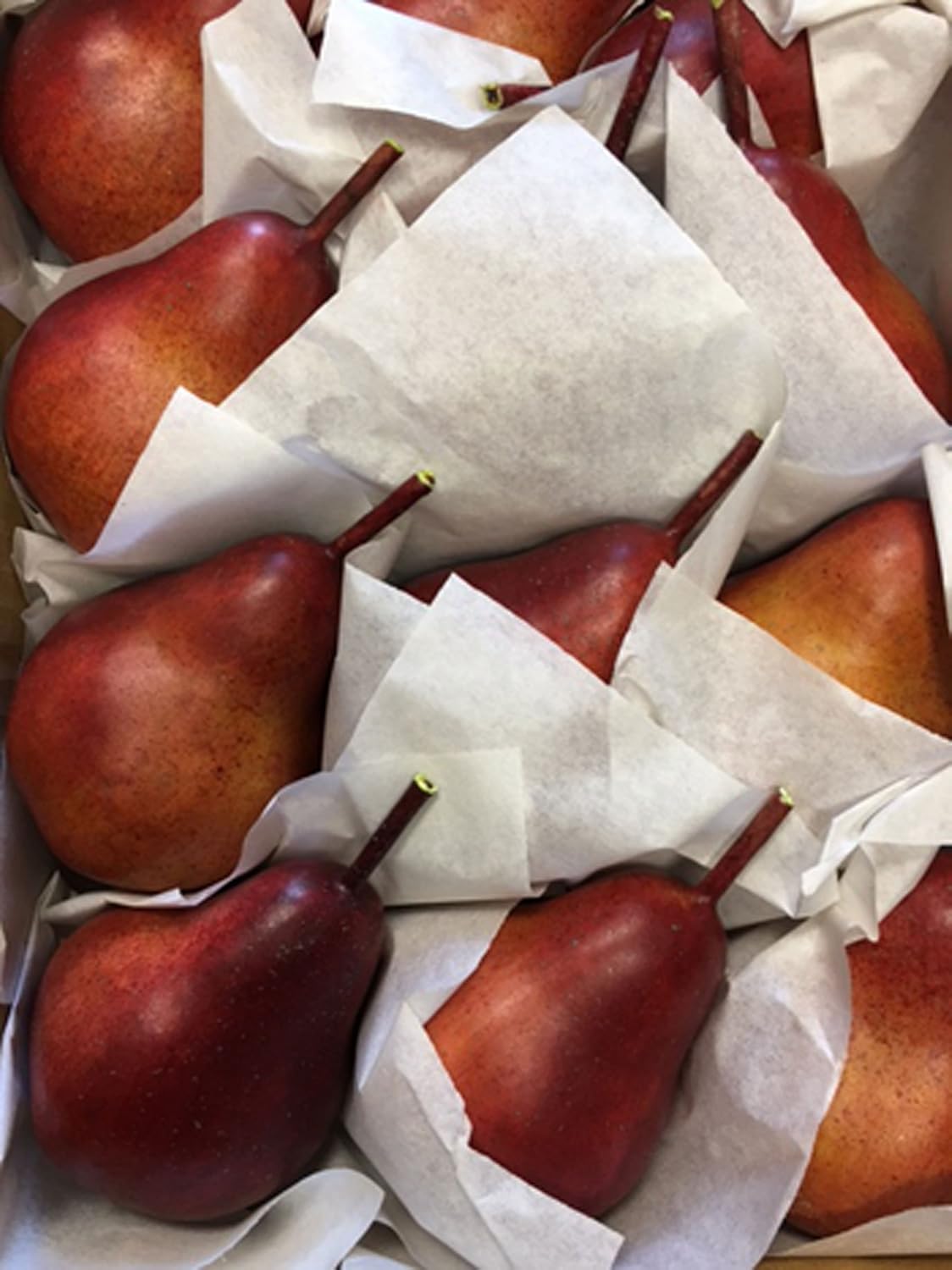 Artificial 4" Pear, Red, Box of 12 Fake Decorative Fruit