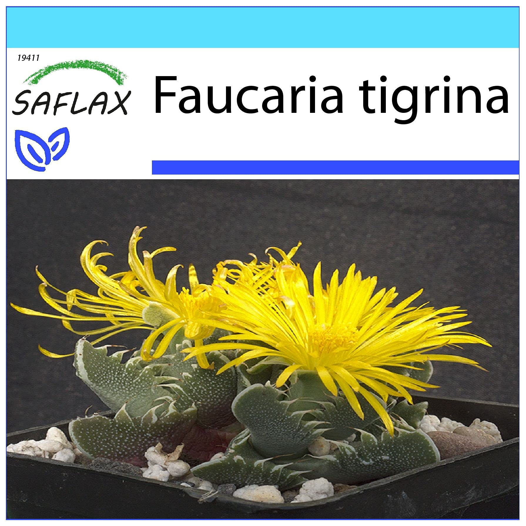 Gift Set - Tiger Jaw - 40 Seeds - Faucaria tigrina