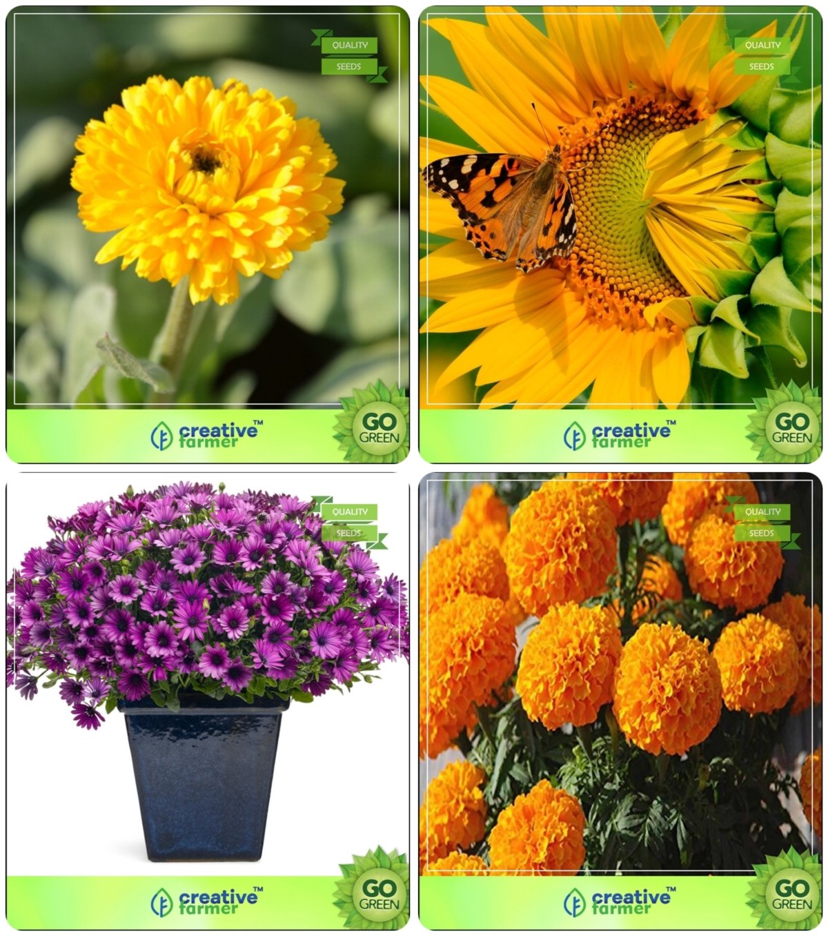 Creative Farmer Flower Seeds Bulk Flower Seeds Combo Gaillarda