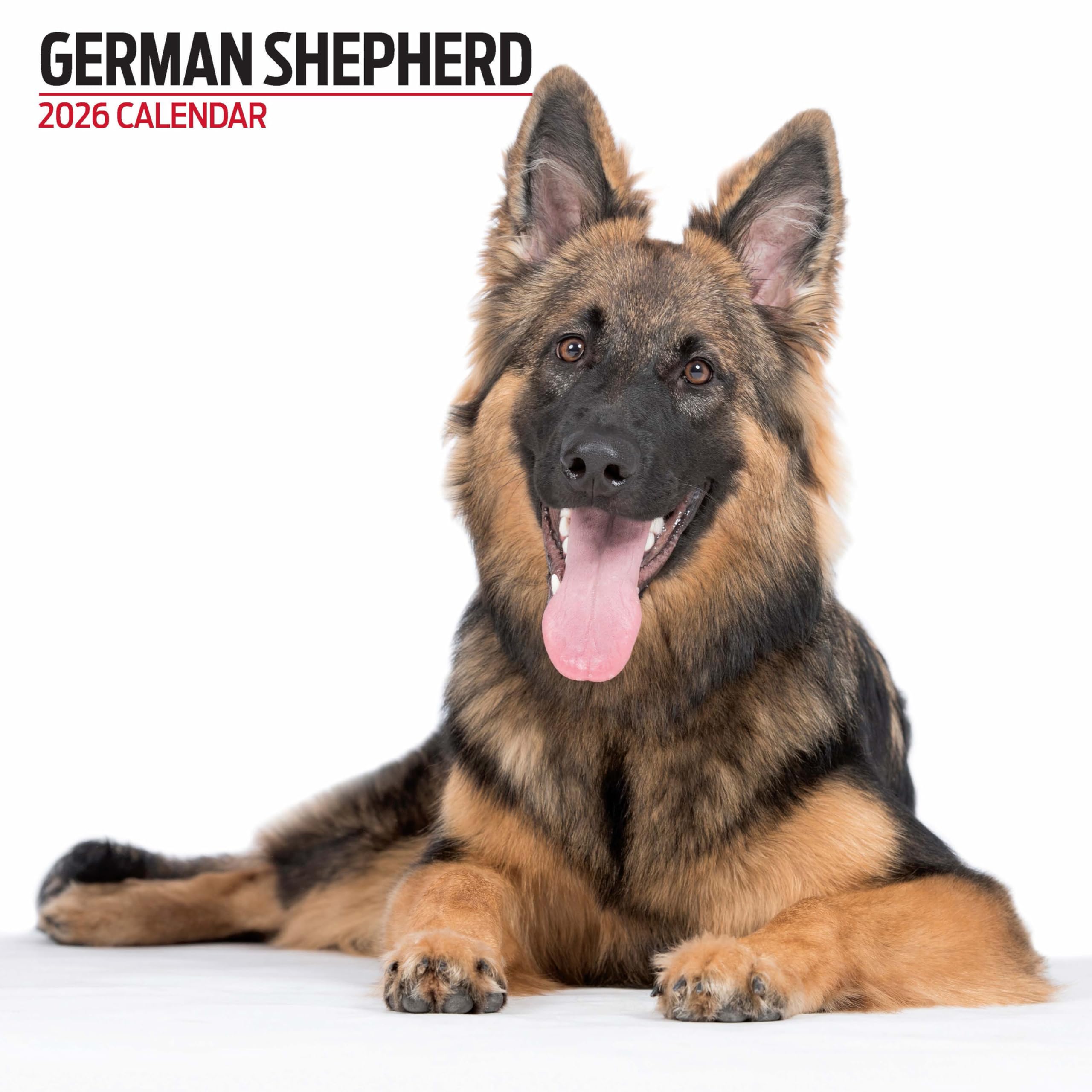 German Shepherd 2026 Modern Calendar