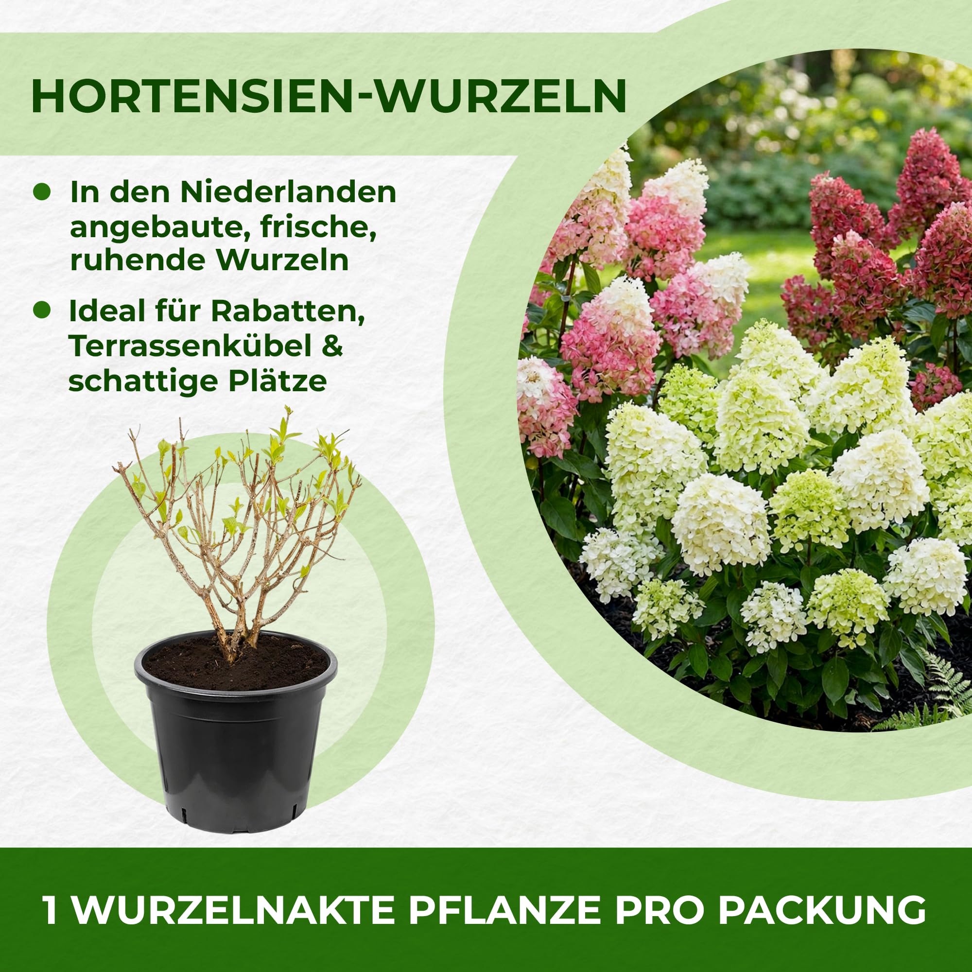 Hortensien Winterhart Paniculata Pink and Rose (3 Pflanzen)