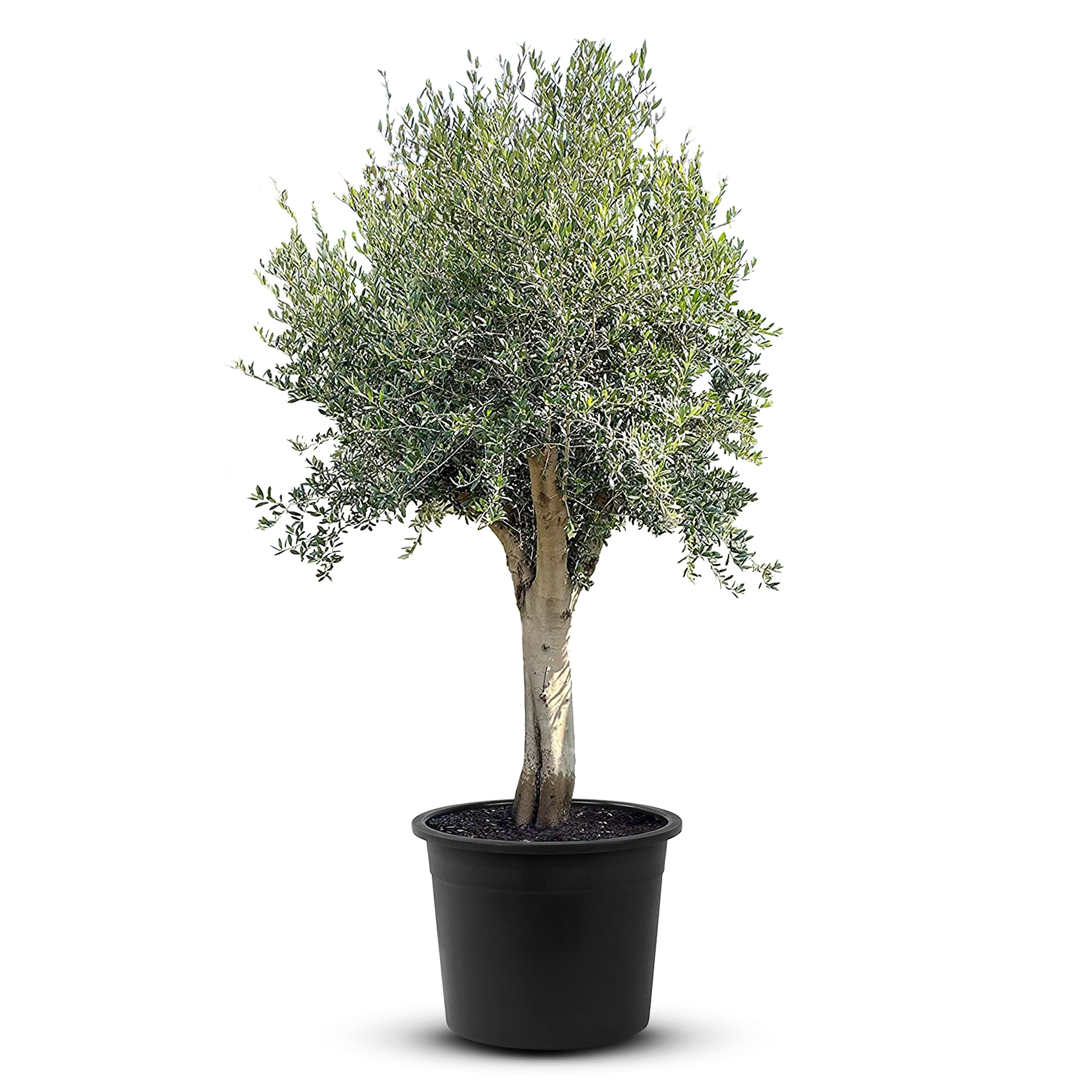 olivenbaum zweig Olivenbaum Ø:22 H:100 cm - Pflanzen online kaufen main image 1