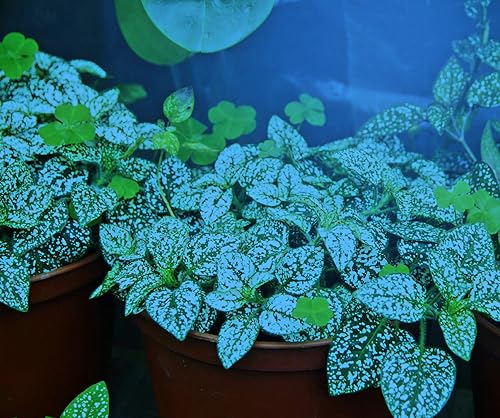 Miniatura 2 de Miracle LED Plant Life Cycle - Kit de luces de cultivo sincronizadas con 3 bombillas de espectro azul y 3 bombillas de espectro completo para