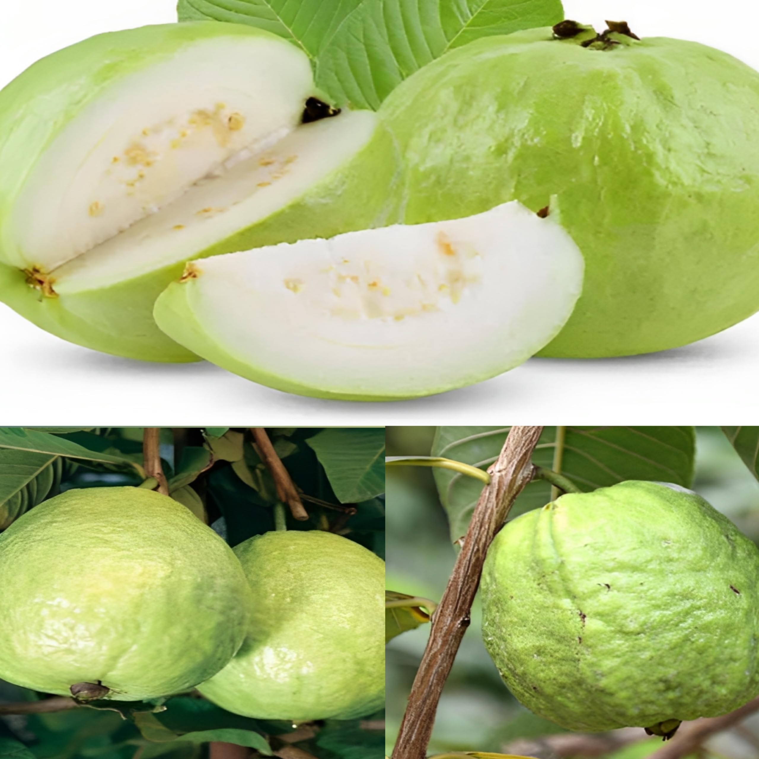 Pyanabi Combo 2 Guava Plant M49 Air Layered (2-3 Feet Height) Live Plant For Home Garden Guava Tree Hybrid (B0CG6RCWZH) Amazon Price History, Amazon Price Tracker
