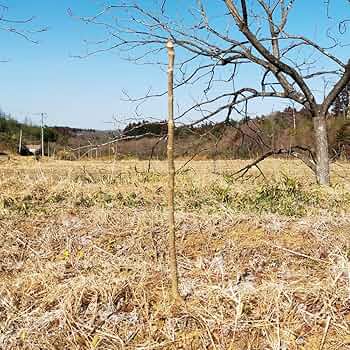 81T-kPJePAL._AC_UF350,