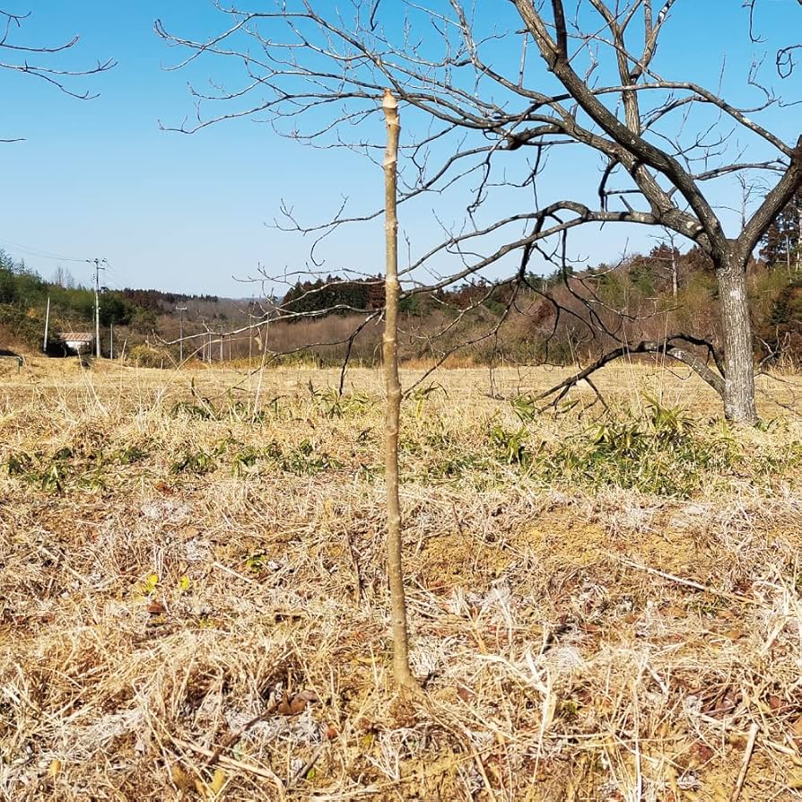 ⭐たらの芽 苗木⭐ ⭐20本⭐ ⭐たらの芽 苗木 20本⭐ Amazon | とげなしタラの