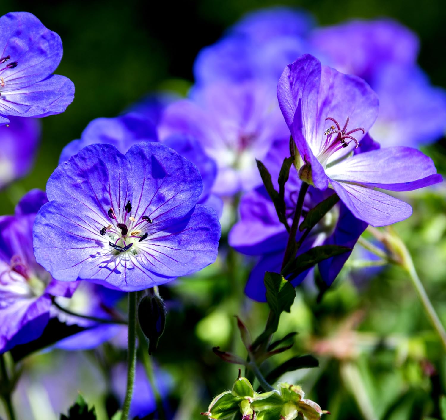 Amazon.com : 25 Pcs Purple Geranium Seeds - Large Perennial Heirloom ...