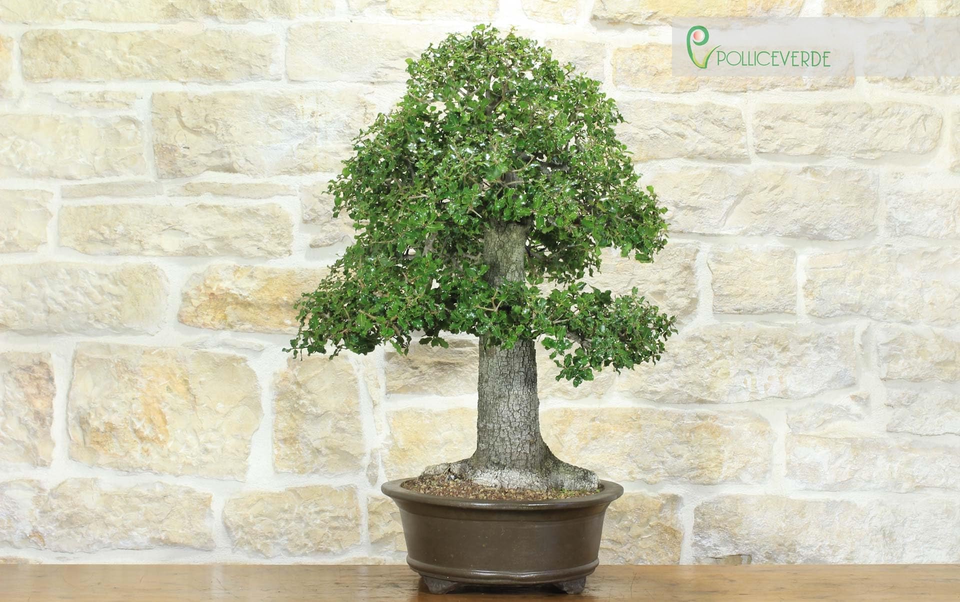 Bonsai di Quercia Riccia (6)