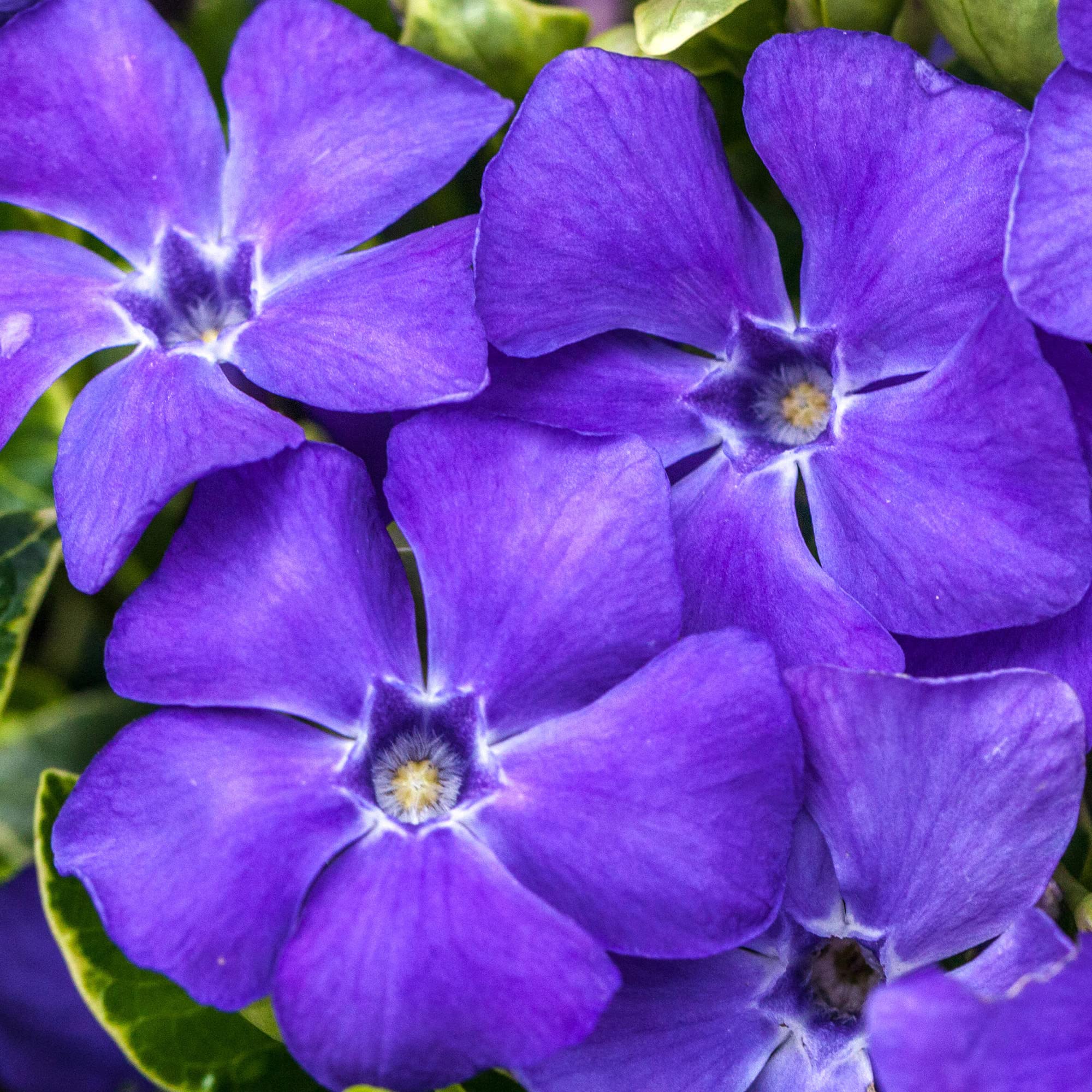 Vinca minor Ralph Shugert - Arbusto de Jardín con Flor Listo para Plantar - Planta Trepadora en Maceta – Ideal para Parterres, Borduras y más