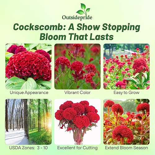 Miniatura 2 de Outsidepride Semillas anuales de 500 semillas de flores de carmín para plantar