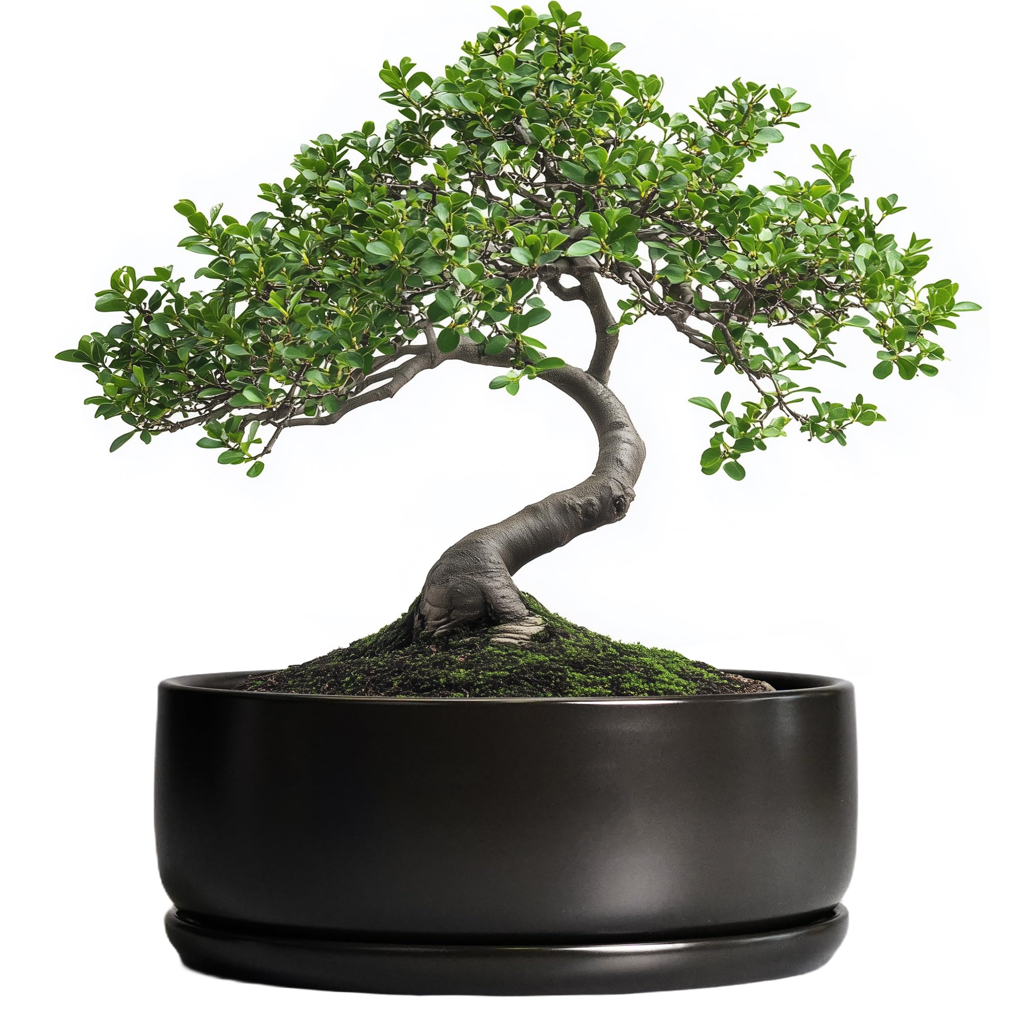 SQOWL Bonsai Pots - 8 Inch Ceramic Plant Pots for Succulents, Round Indoor Planter with Drainage Hole and Saucer, Shallow Modern Planter Bowl, Room