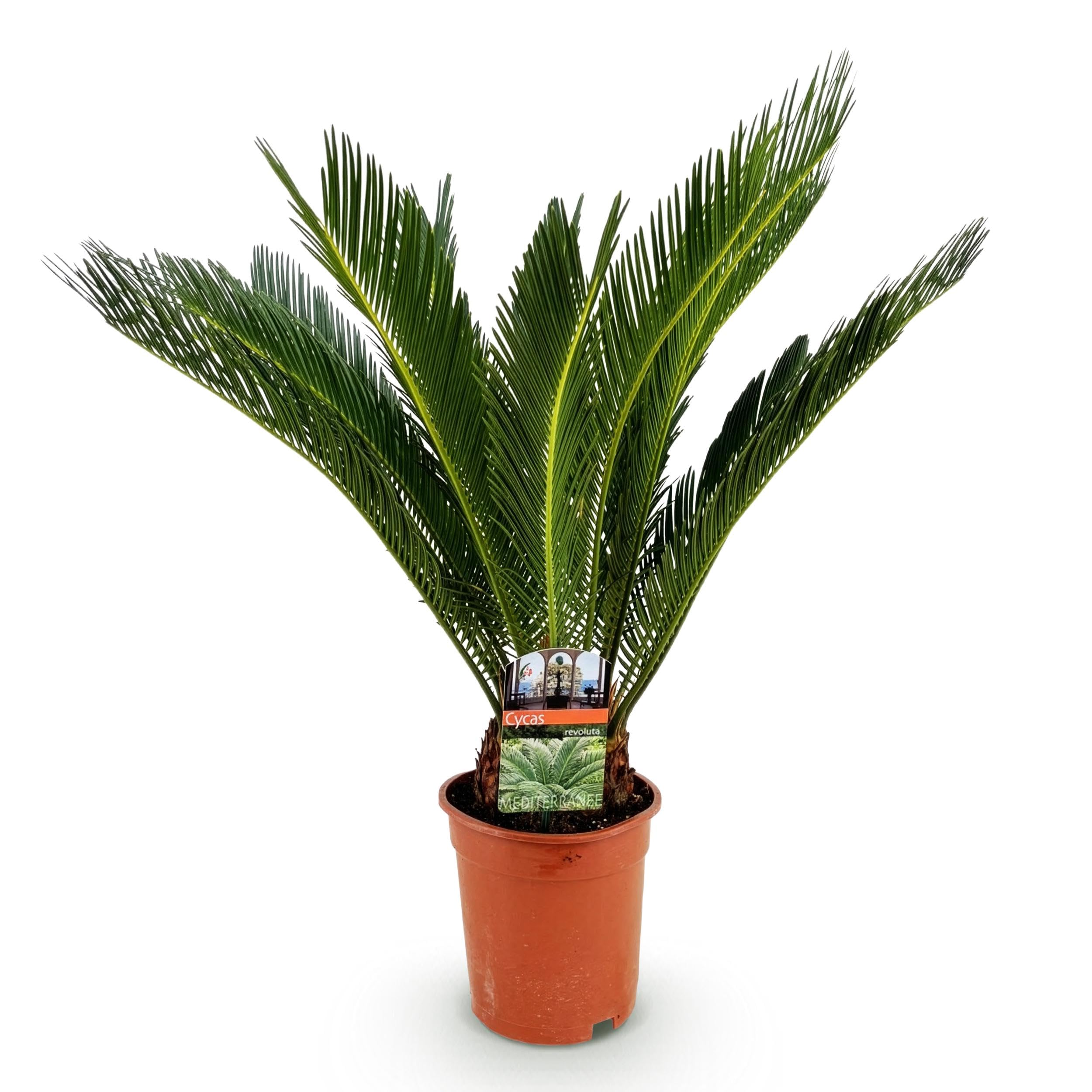 Cycas revoluta - Fougère palmiste - Peu d'entretien - Vert - 60-70cm - Ø17cm - Plante d'intérieur - Vert persistant