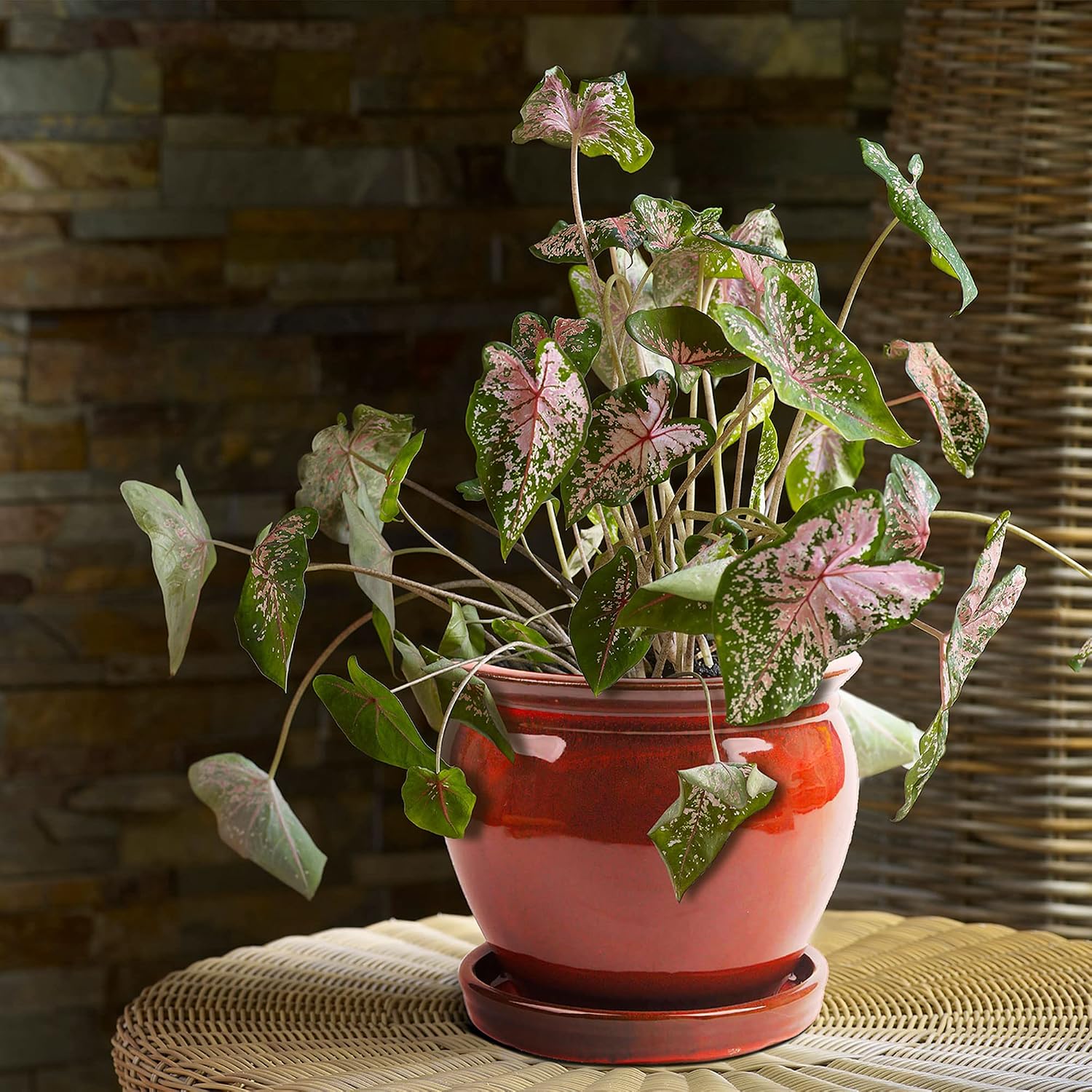 Southern Patio Wisteria 8 Inch Round Ceramic Indoor or Outdoor Garden Planter Pot with Saucer for Flowers and Plants, Red (2 Pack)