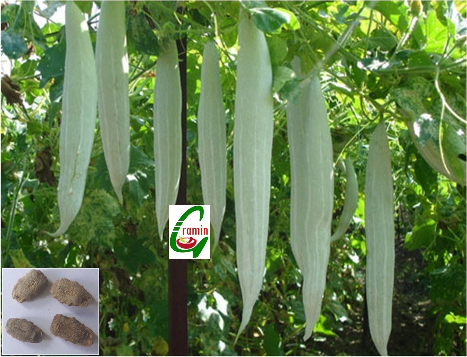 Seedstores : Hybrid Snake Gourd Seeds for Kitchen Terrace Top Poly House Gardening 15 Nos (B00OF71062) Amazon Price History, Amazon Price Tracker