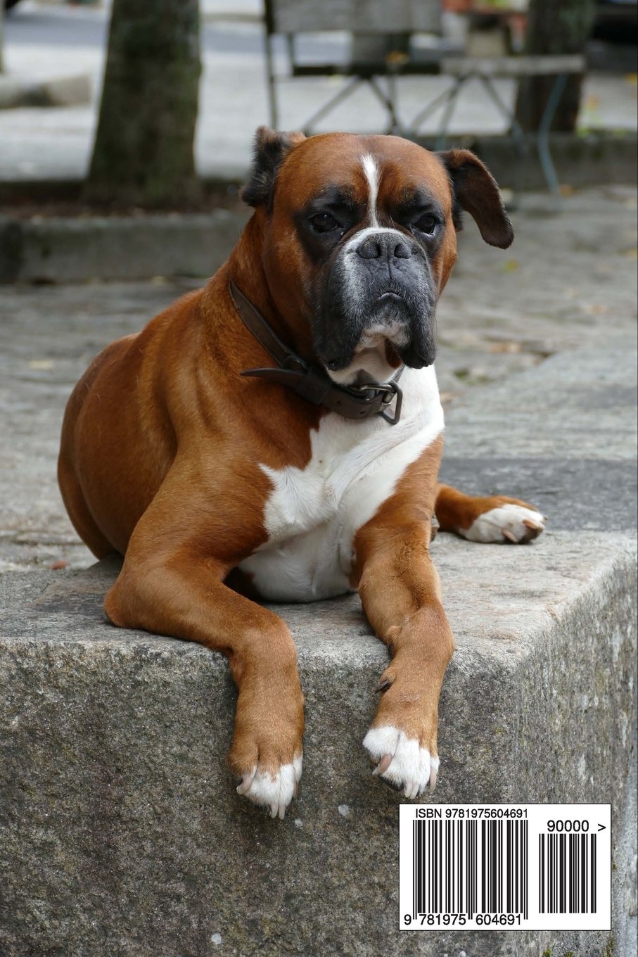 What Is The Price Of A Boxer Dog