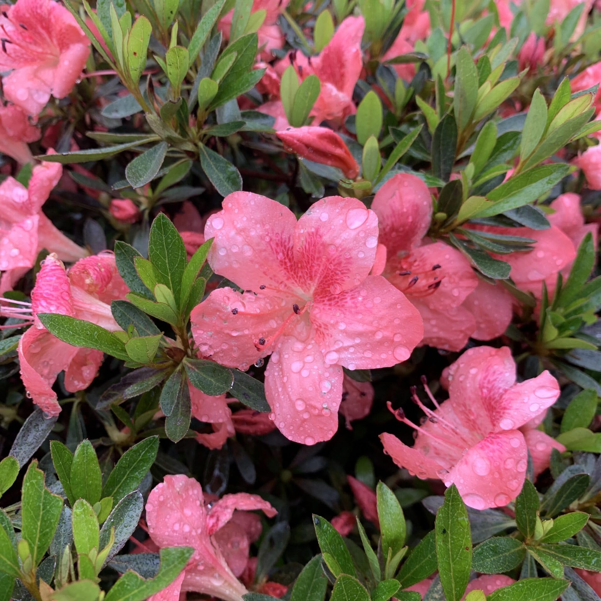 Athidhi Garden Hot Pink Bush Azalea Flower Live Healthy Plant (B0C7TK2P91) Amazon Price History, Amazon Price Tracker