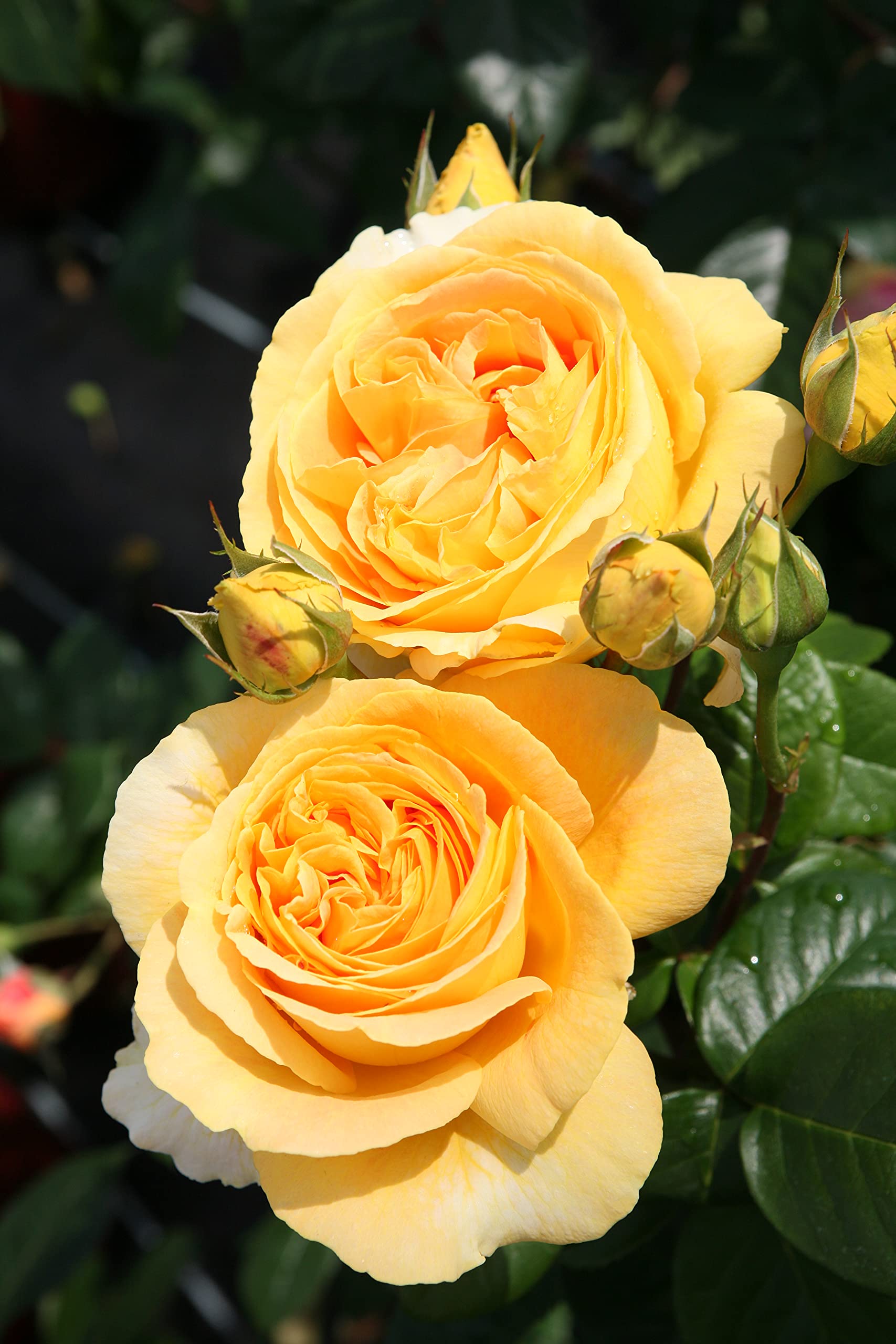 Edelrose Candlelight in goldgelb - Duftrose winterhart - Rosen-Blüte in goldgelb - Rose stark duftend im 5 Liter Container von Garten Schlüter - Pflanzen in Top Qualität