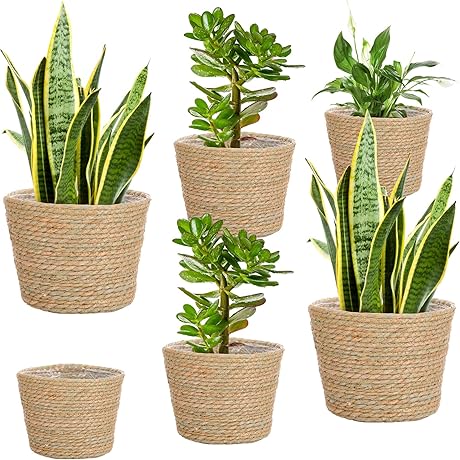 Decorative Seagrass Planters with Plastic Liners (6 Pack)