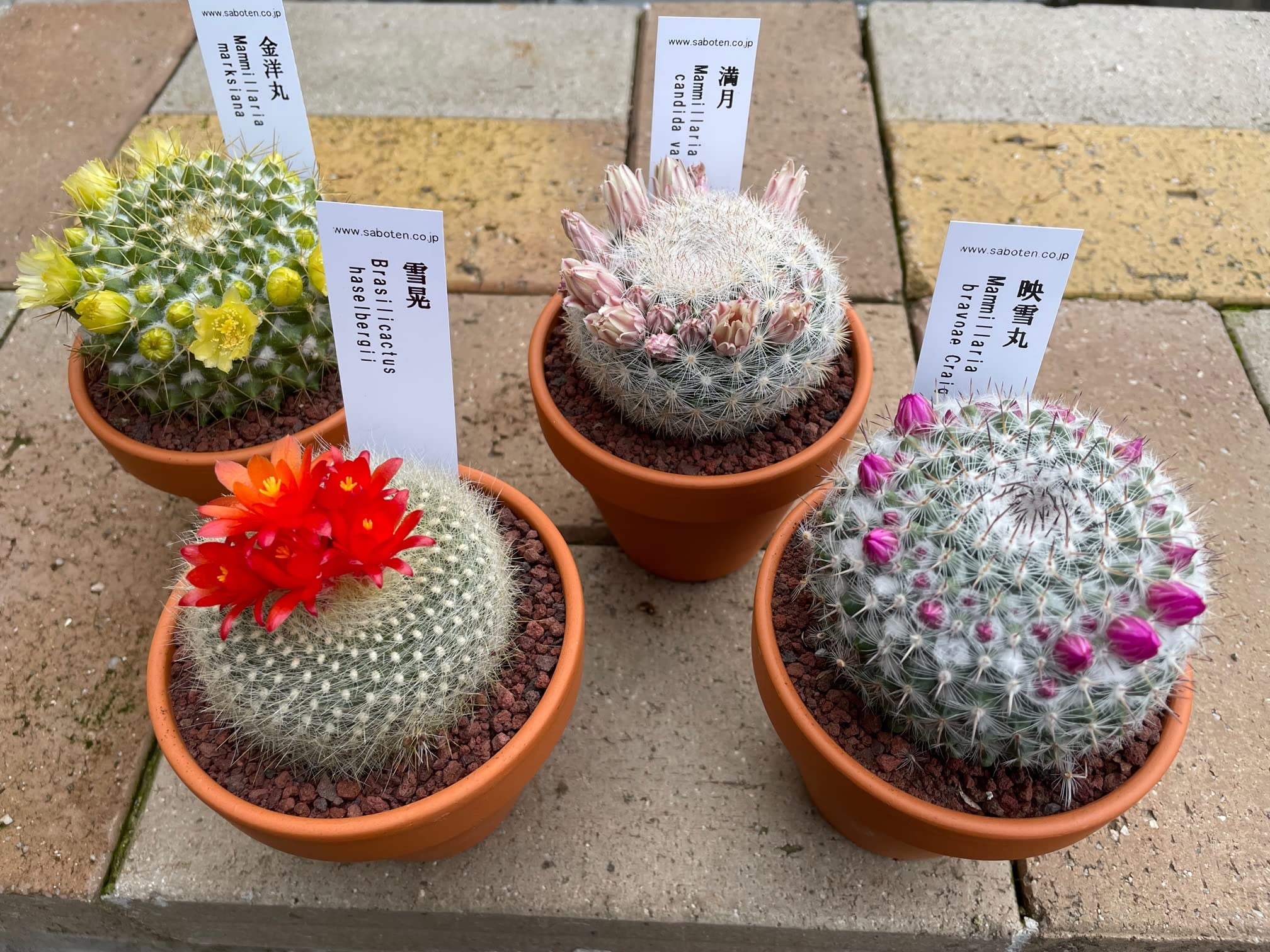 Amazon.co.jp: 花言葉『温かい心』【花つきミニサボテン おまかせMIX 4