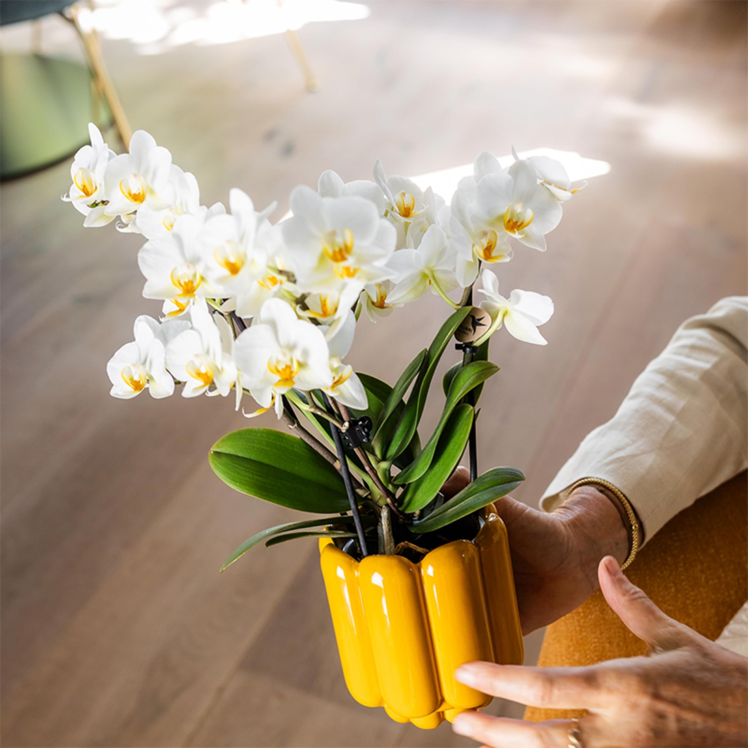 Kolibri Orchids | Weiße Phalaenopsis-Orchidee - Lausanne - Topfgröße Ø9cm | Blühende Zimmerpflanze - frisch vom Züchter