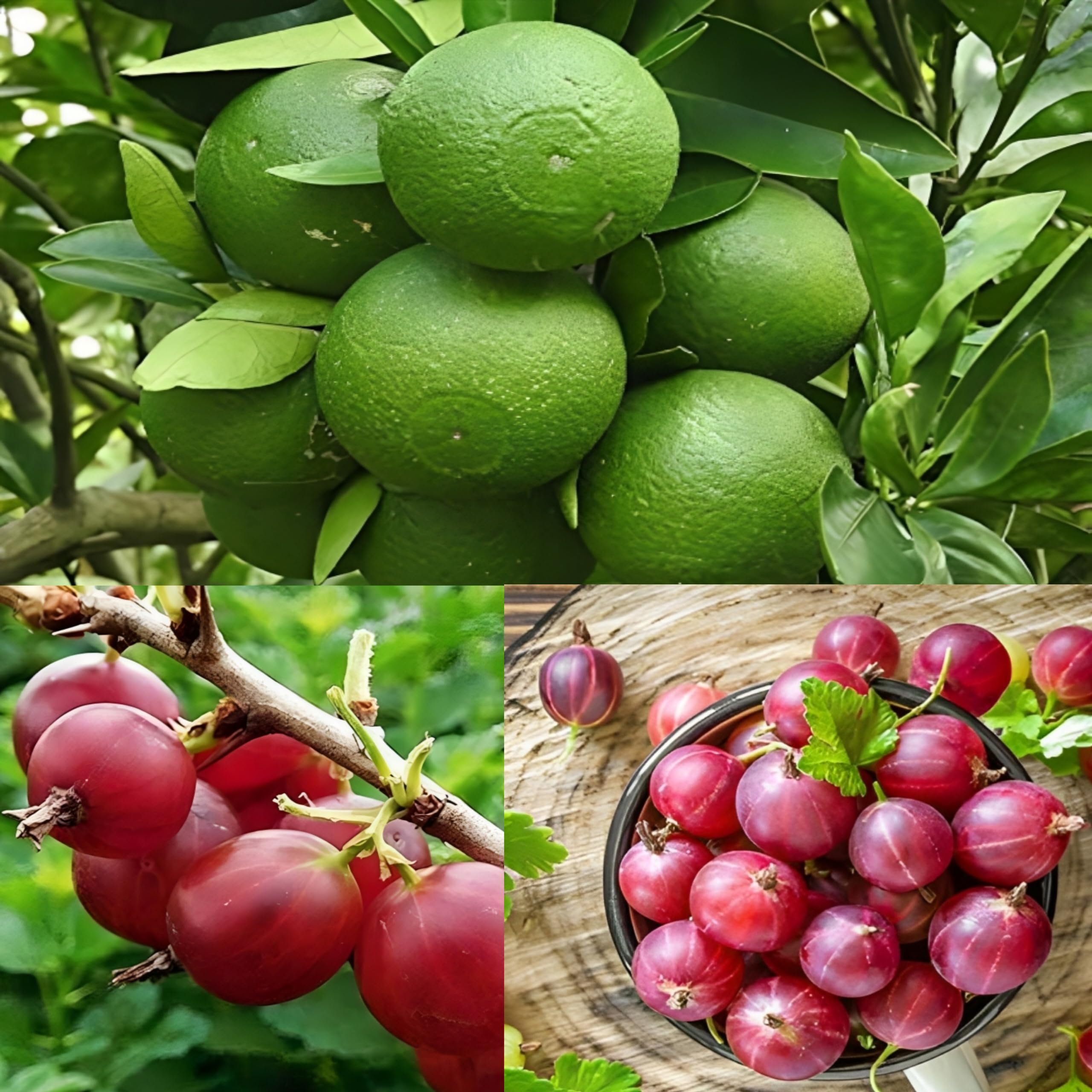 Dejestqoo Combo 2 "Thai Red Amla Tree Plant Hybrid Clone Tyep + Bari 1 Malta Grafted Mosambi Sweet Lemon Plant " Hybrid -2-3 Feet Height Live Plant For Home Garden (B0CH8PGYM7) Amazon Price History, Amazon Price Tracker