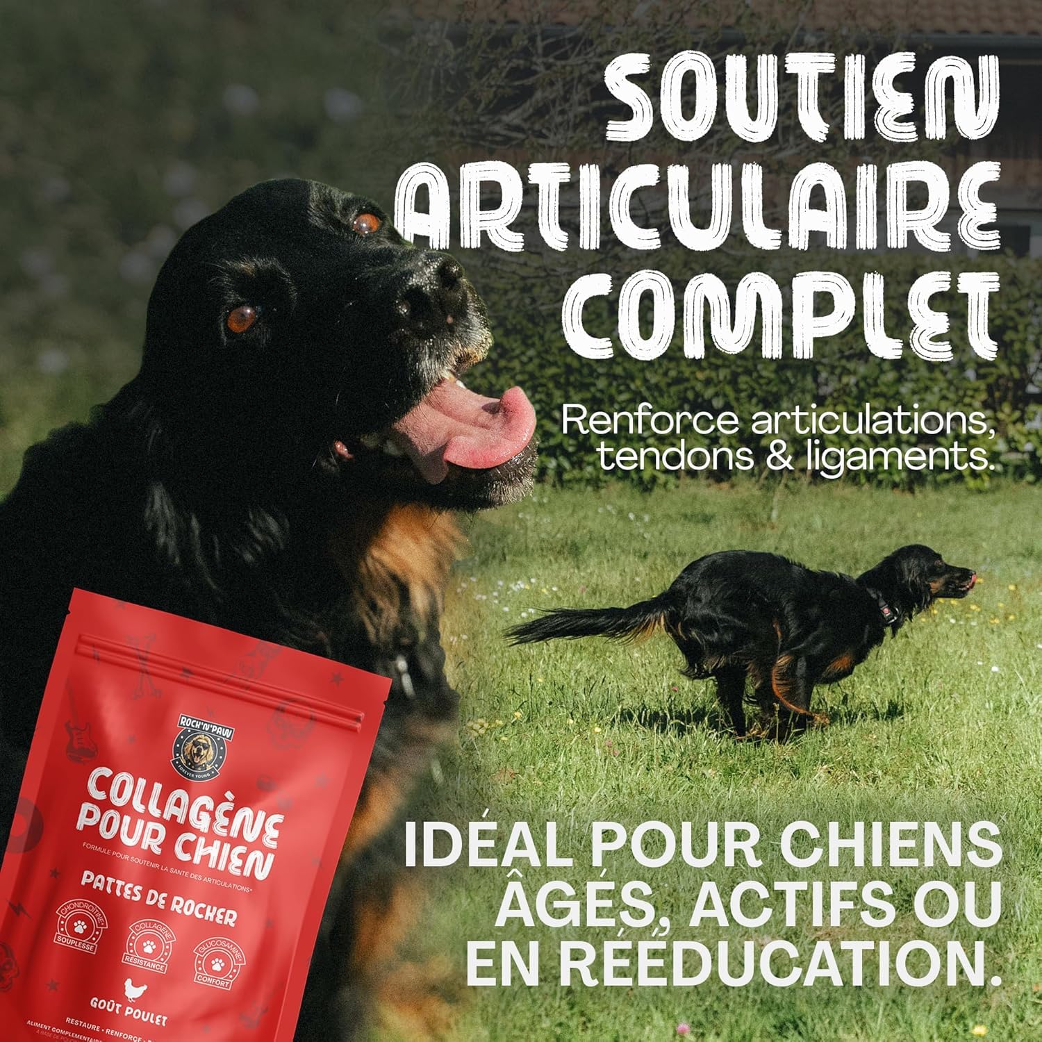 Rock & Paw | Collagène Chien 2300mg Haute Concentration | Articulations & Arthrose Chien | Glucosamine, Chondroïtine | Idéal Grands Chiens | Poudre Poulet | Fabriqué en France | 225g