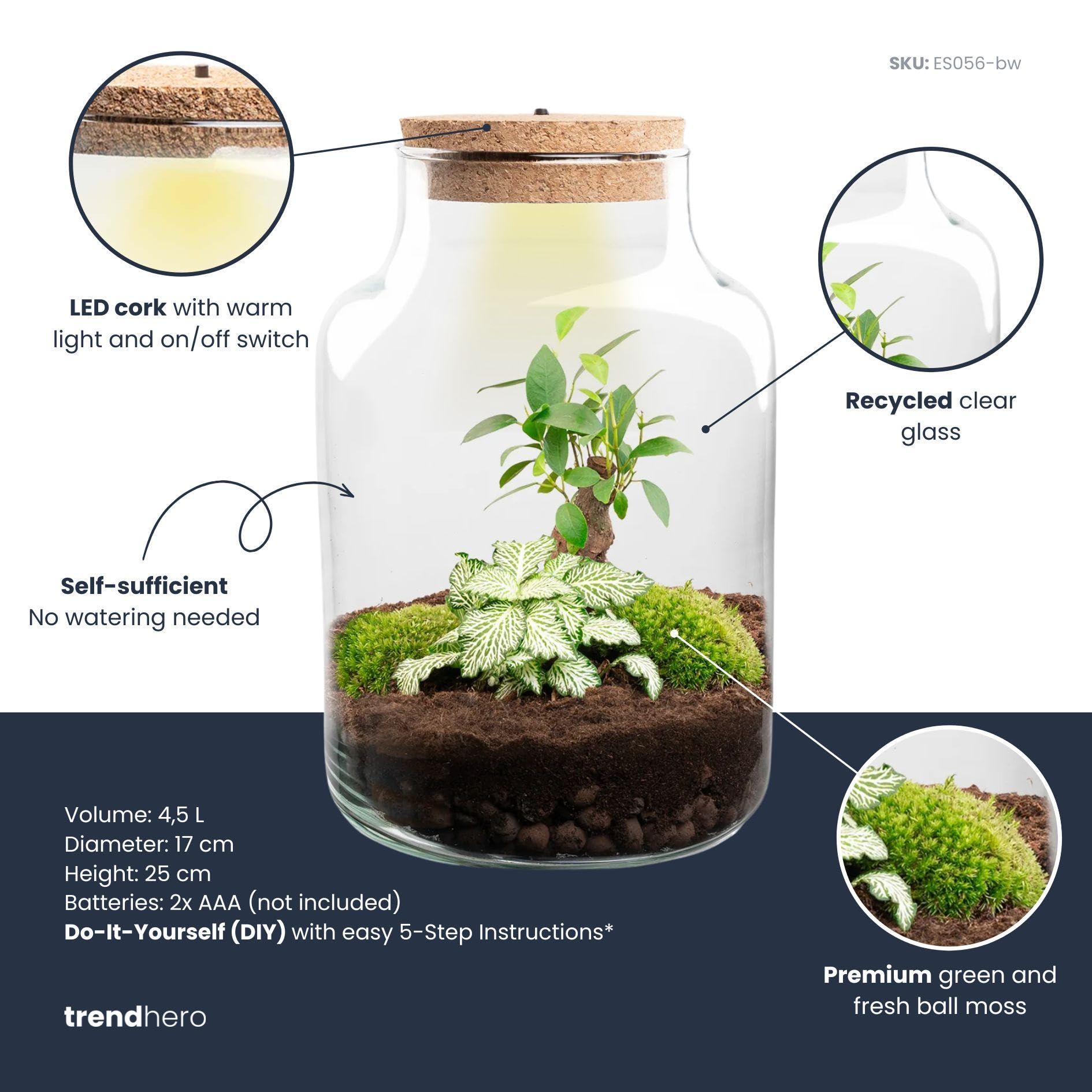 Pflanzen-Terrarium mit Glas, Wohnzimmer, Grün, Ø 17x25 cm Set mit LED