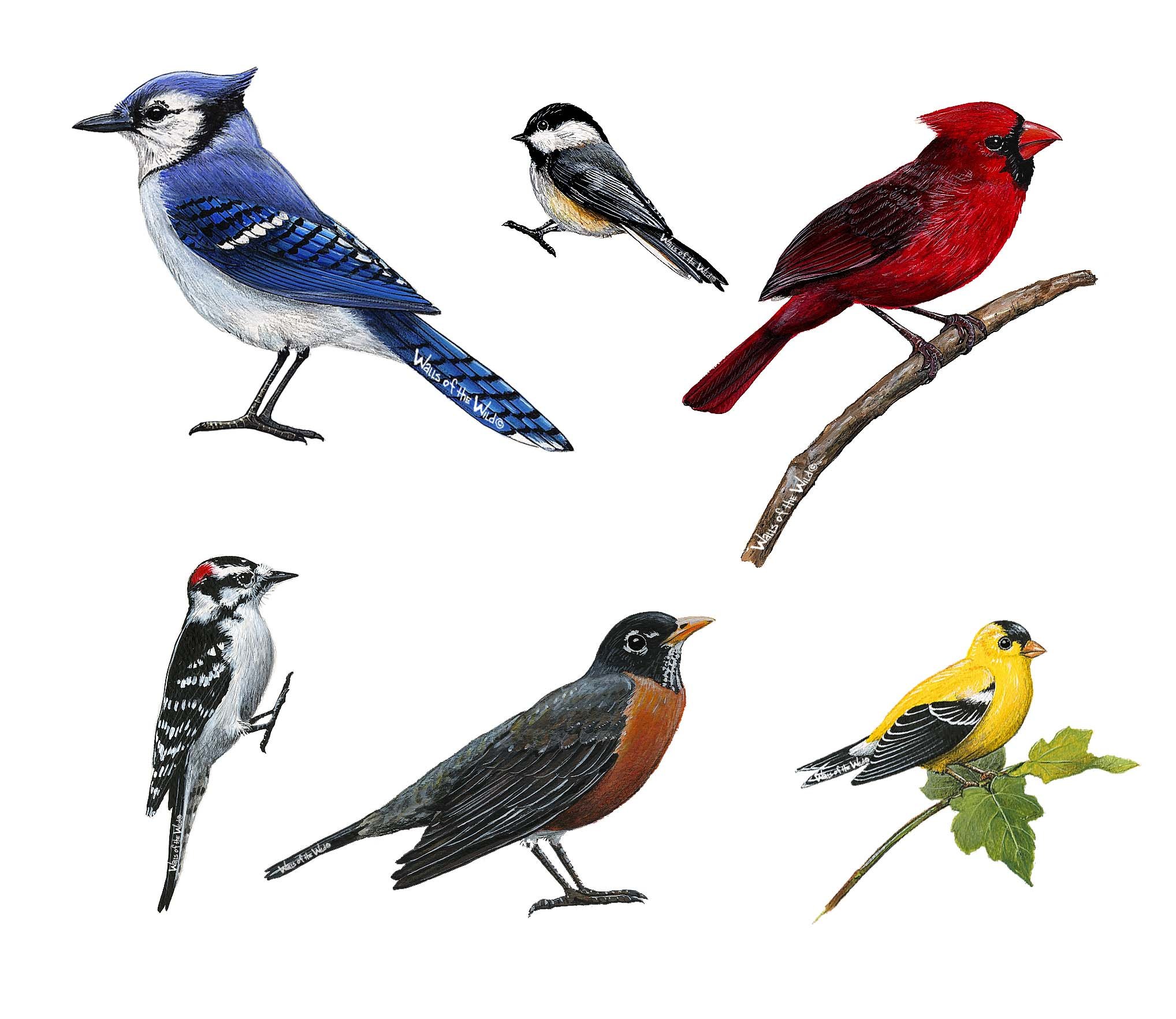 Walls Of The Wild 6 Favorite Songbird Wall Decals Collection Includes Bluejay 9x7 5 Chickadee 4 5x2 5 Cardinal 8x8 5 Goldfinch 6x6 Robin 8x6 Woodpecker 3x6 5 Inches