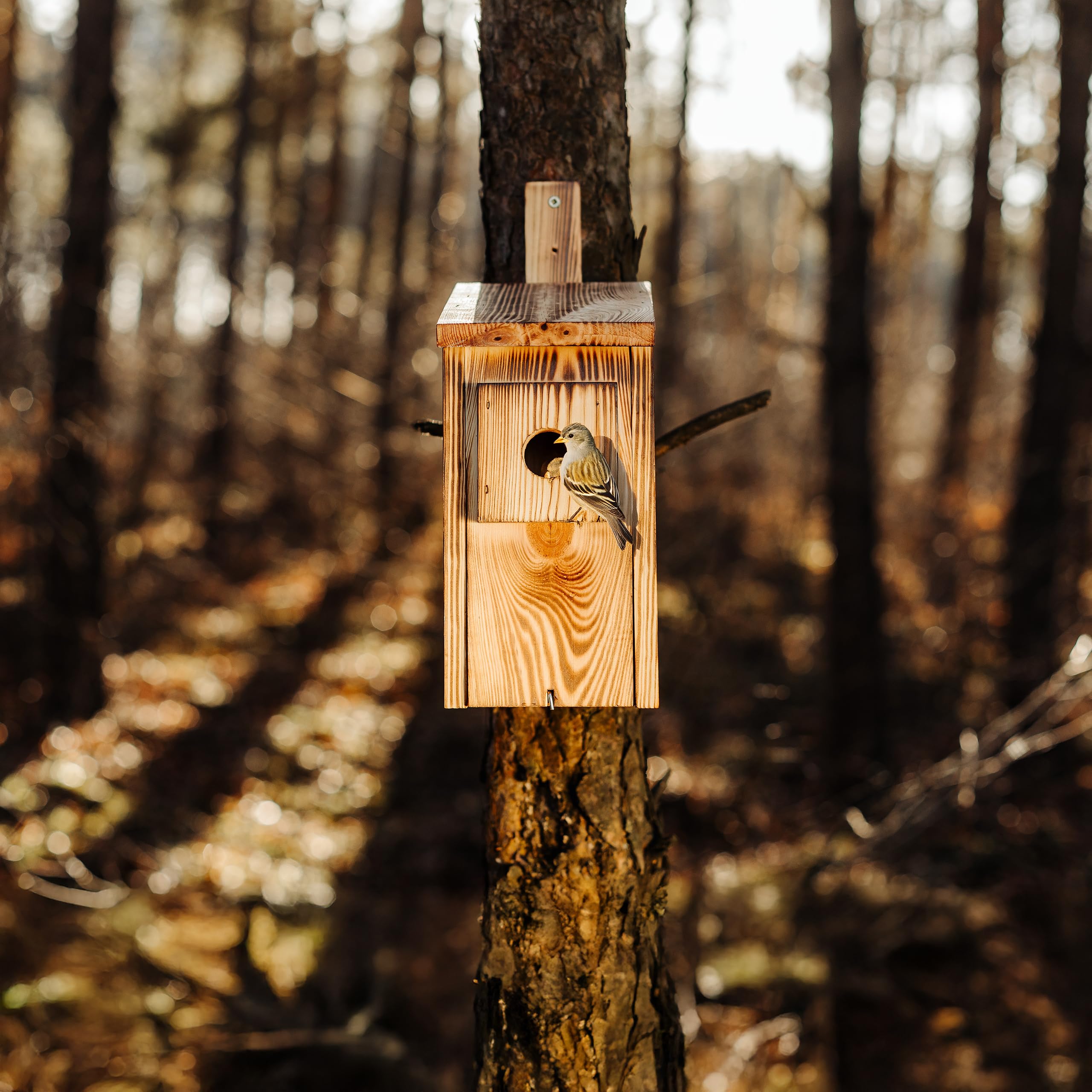 Creative Home Nichoir pour Oiseaux Résistant aux Intempéries | Nichoir Exterieur en Pin Flammé | Protection Contre Les Prédateurs | Convient aux Mésanges, Moineaux Friquets, Mésange Noire