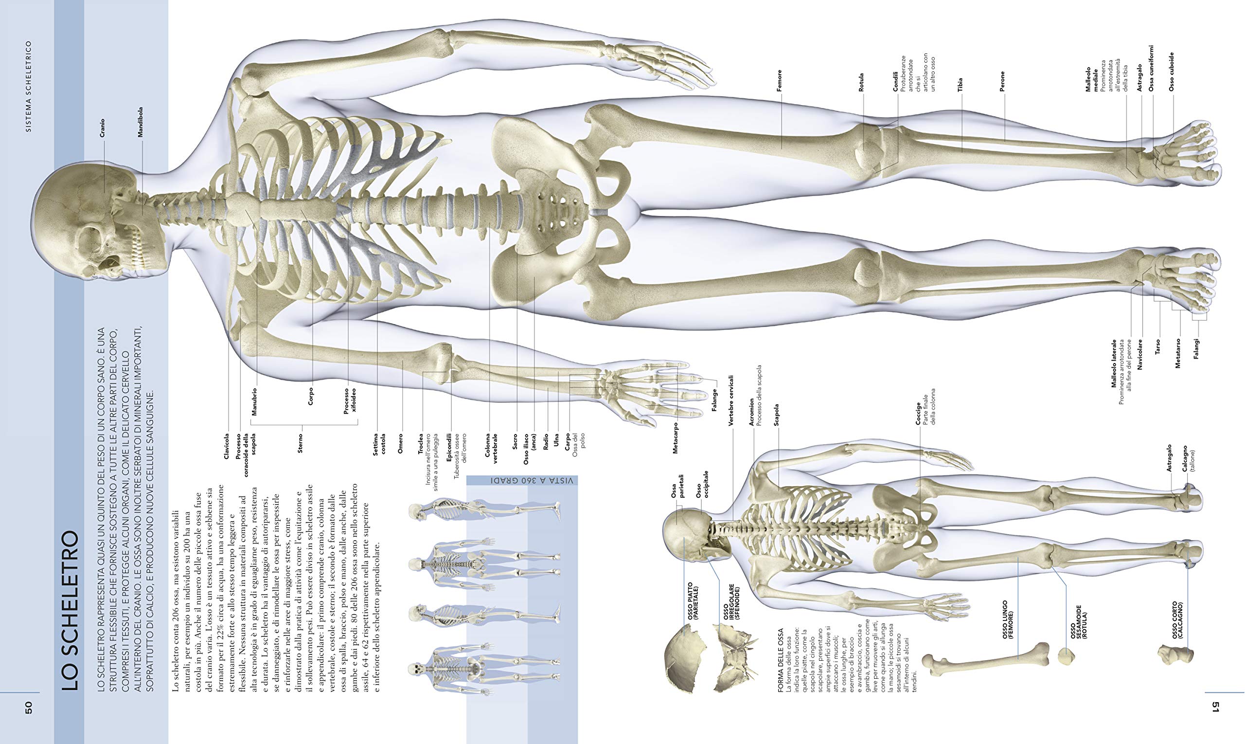 Il corpo umano. Una guida illustrata su struttura, funzioni e patologie (Italiano)