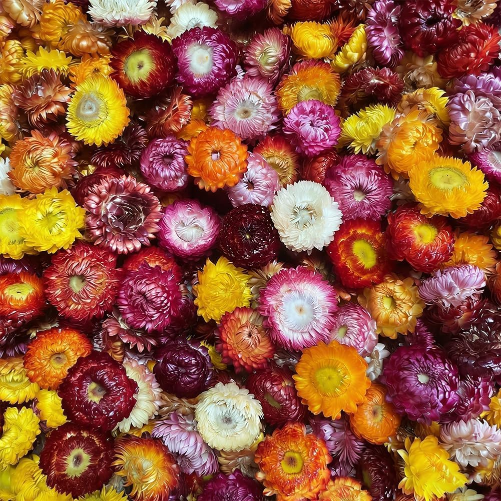 Natural Helichrysum Bouquet for Home Decor, Real Dried Flowers Daisy Dry Straw Chrysanthemum Heads Decorative DIY Candle Home Wedding Decor for Crafts Pack of 110