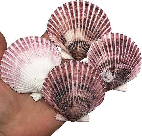 Vista 36 de Conchas marinas Pepperlonely, vieiras de diferentes tamaños