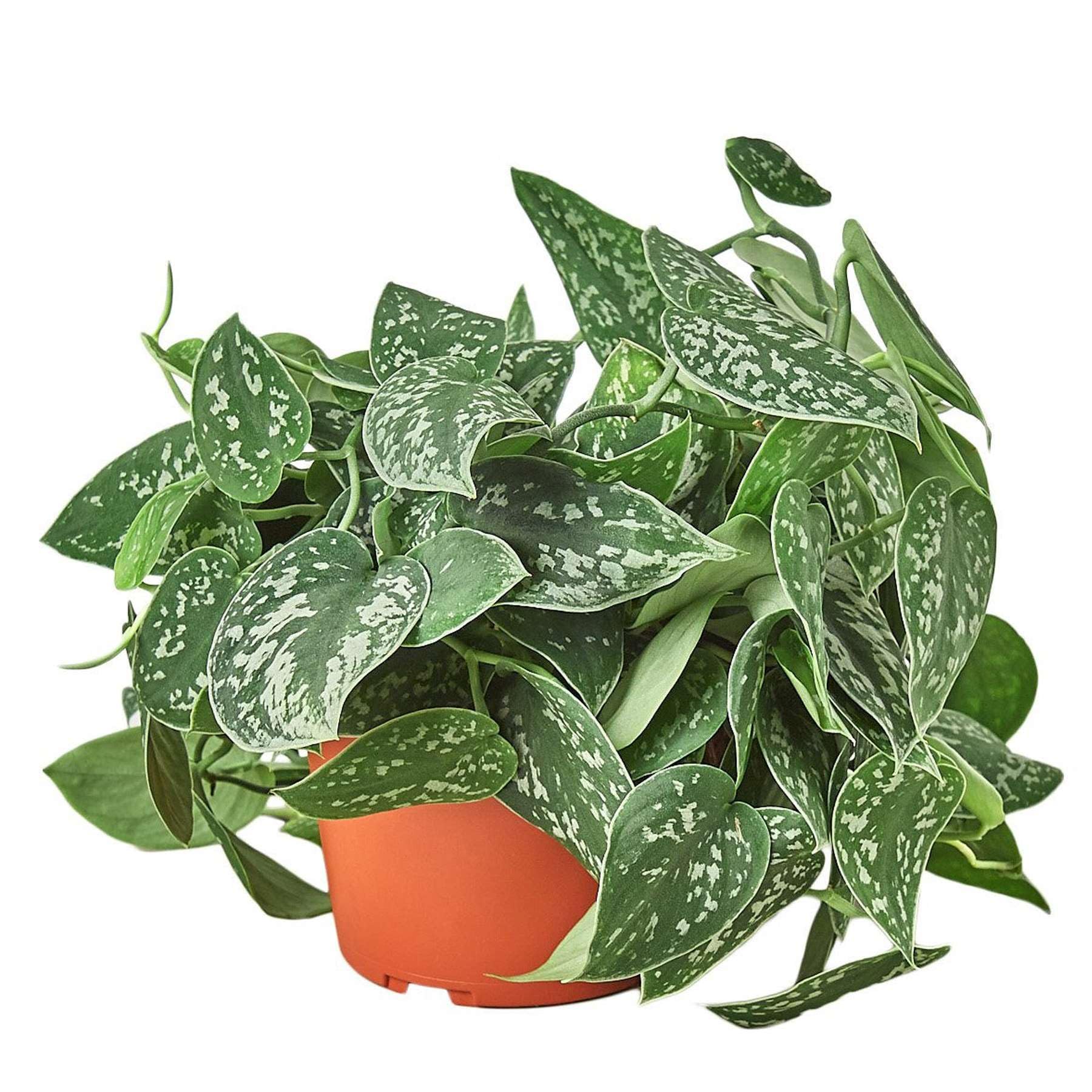 plant übersetzung Aspidistra elatior Fuji No Mine main image 1