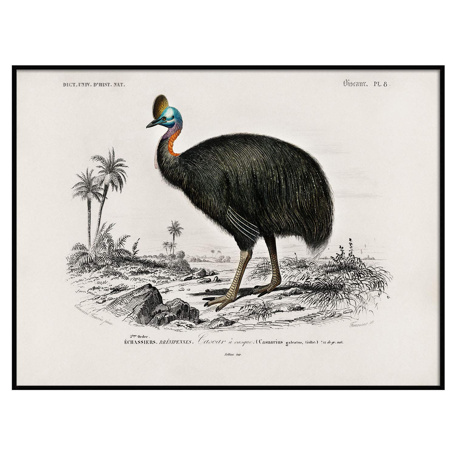 Cassowary Print, Antique Animal Painting, Vintage Drawing Poster Wall Art, Australian Cassowary, Zoology Gift, American Animals | C132 8.5x11