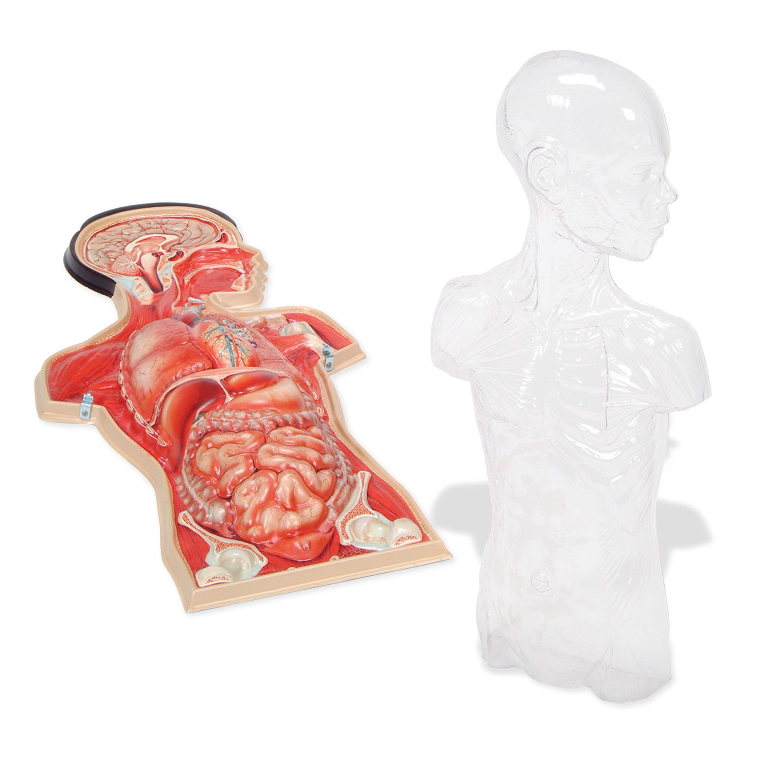 American Educational Vinyl Basic Torso Model