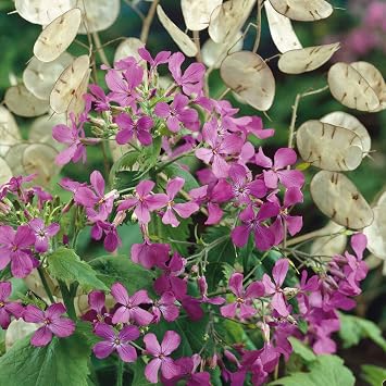 Eden Brothers Money Plant Seeds