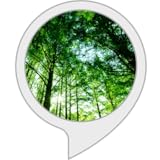 さわやかな森の朝