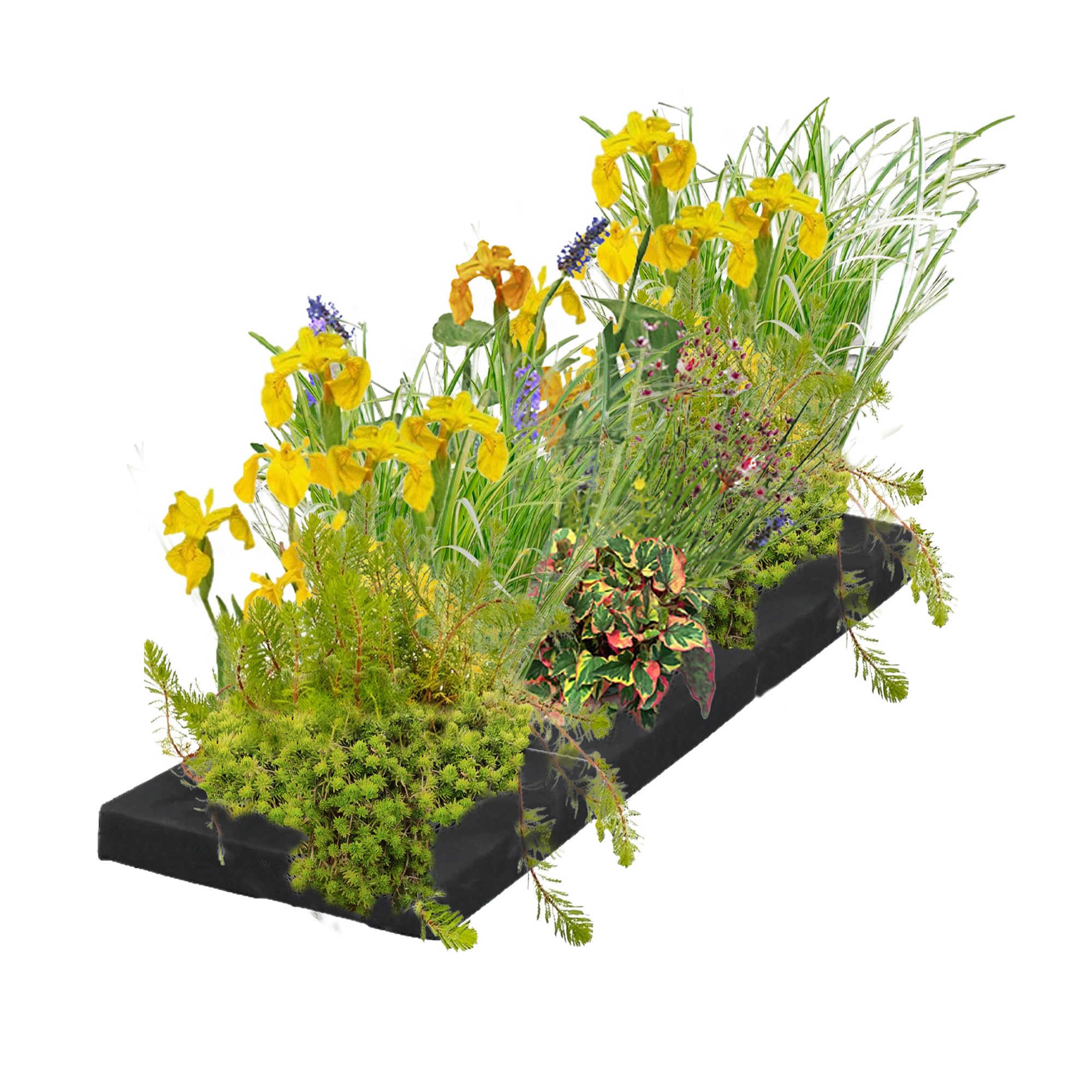 vdvelde․com - Filtro de Plantas Flotante para Estanque, Set de Isla con 12 Plantas Acuáticas, Kit Completo con Cesta de Plantación, Sustrato y Abono, Plantas de Estanque Flotantes 75x25 cm