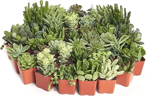 Miniatura 3 de Compre la suculenta y verde colección de suculentas.