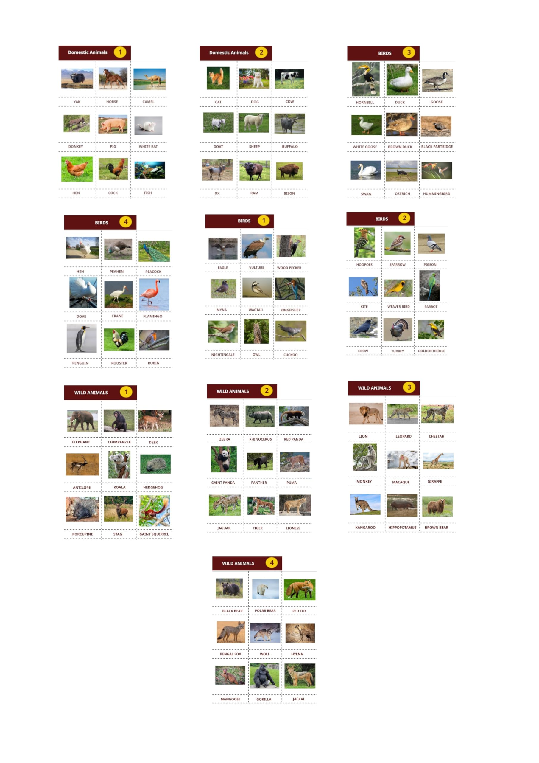 Cut and Paste Animals and Birds Educational Charts, Set of 10 A4 Sheets, English Labelled-image-21