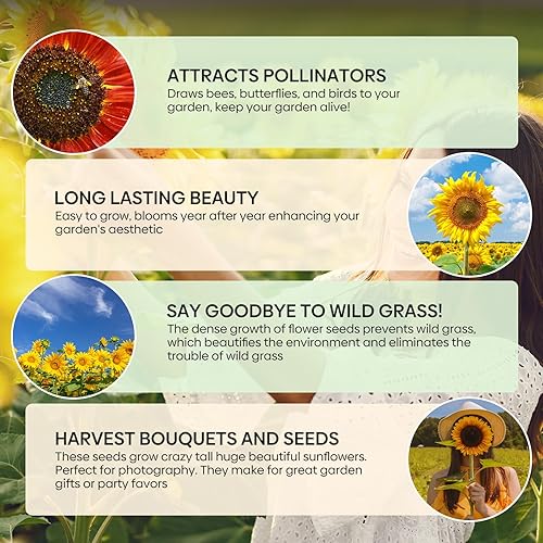 Miniatura 4 de Semillas de girasol para plantar, más de 15 variedades, 1 oz, más de 1000 semillas mezcladas para plantar girasol de colores para exteriores,