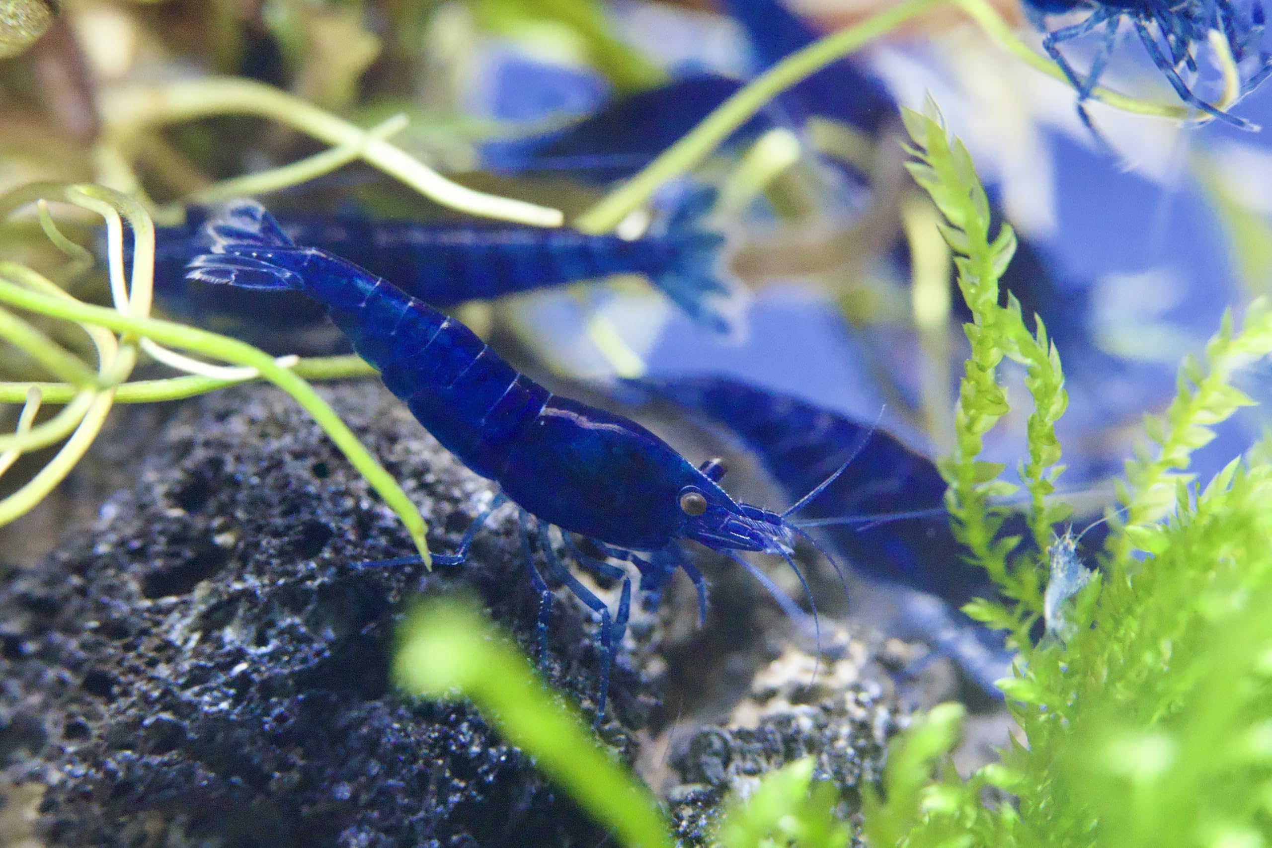 10x Zwerggarnelen Mix (Neocaridina) – Bunte Aquarium Garnelen Set – Lebendtiere für Nano Aquarium – Algenfresser & Anfänger geeignet