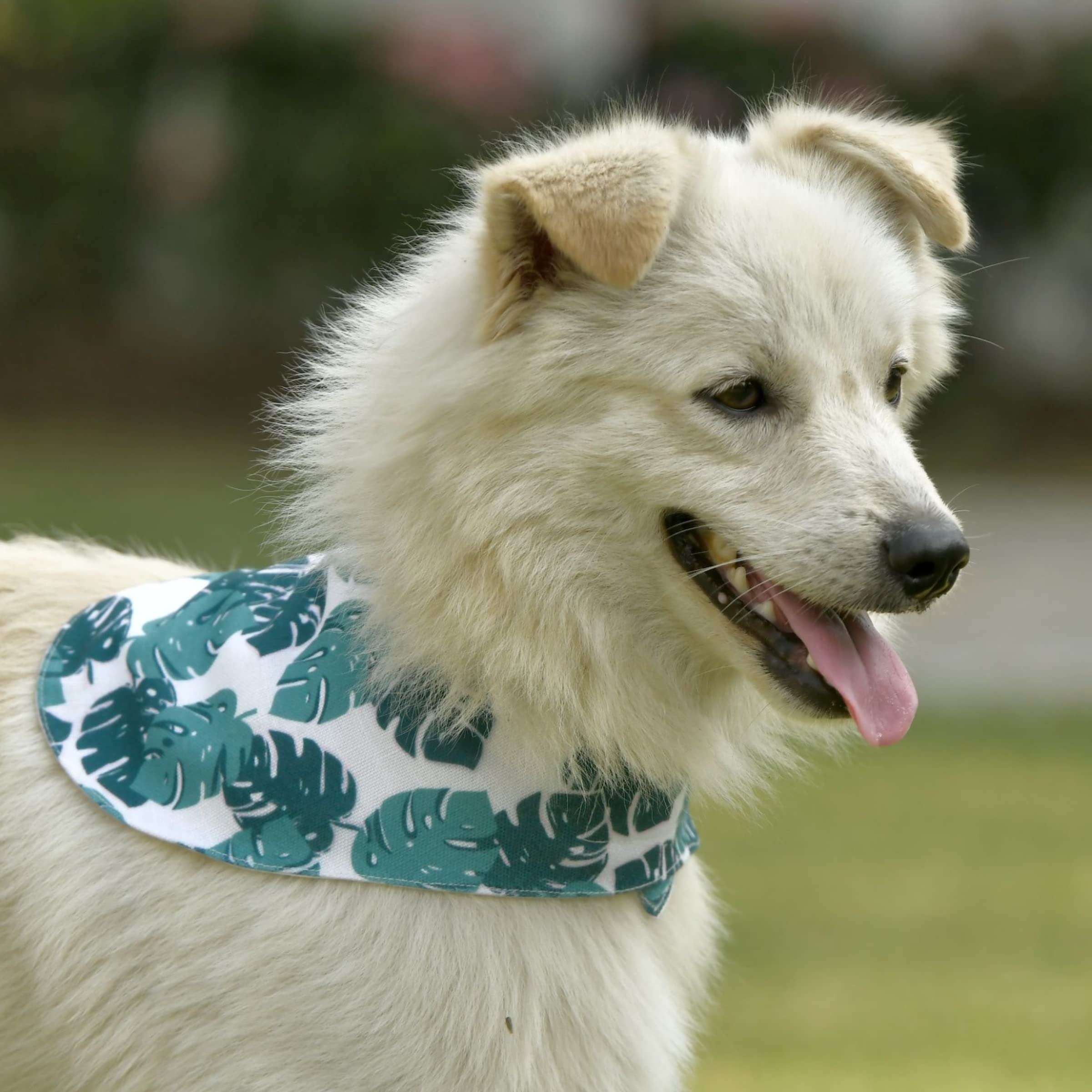 GROOMSOME Leaf Print Dog V-Bandana/Dog Scarf (Size: Large) Green Pack of 1 (B09QB6YSZ1) Amazon Price History, Amazon Price Tracker