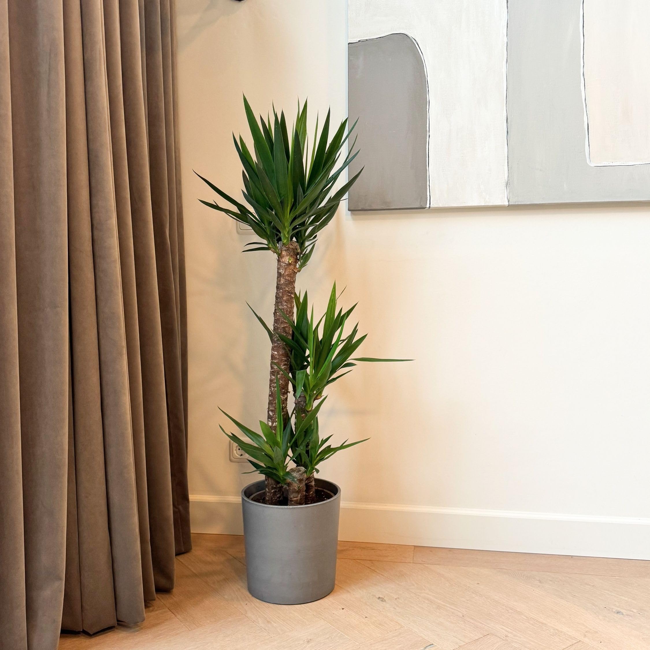 Plant in a Box - Tronchetto della felicità - Yucca elephantipes - Altezza 130-140cm - ⌀24cm