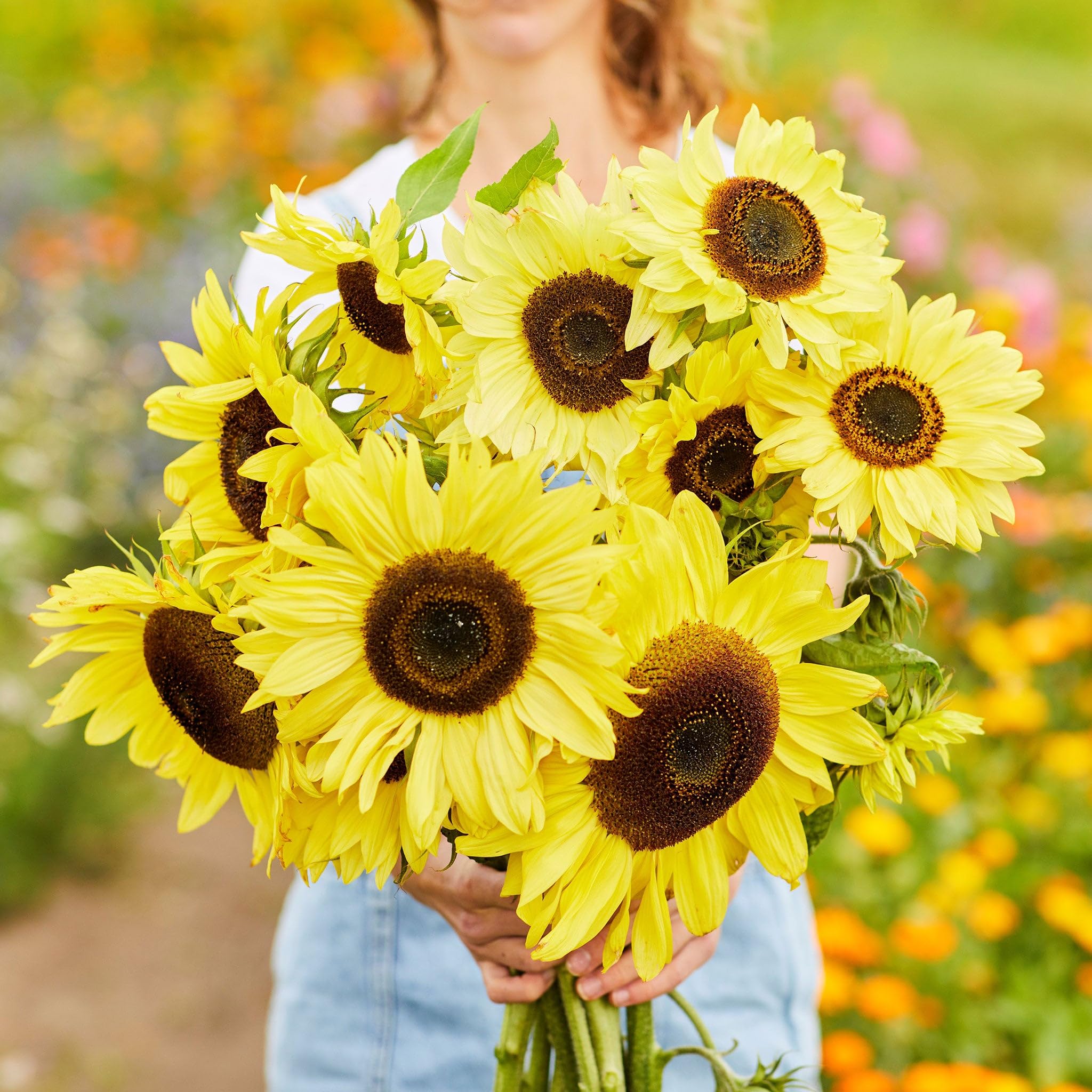 Eden Brothers Lemon Queen Sunflower Seeds